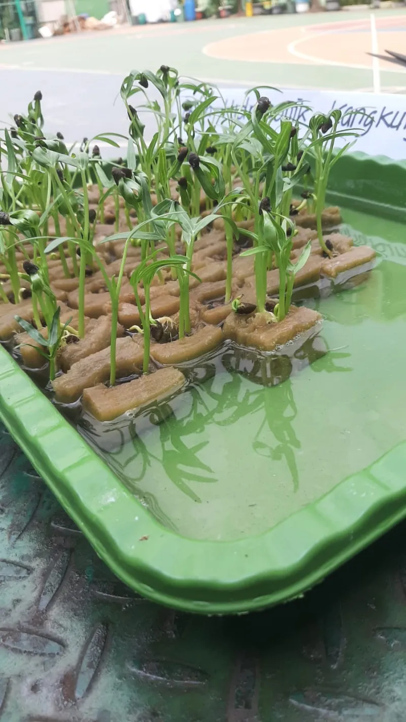 Lahan Urban Farming SMKN 20 Jakarta - Gambar 125