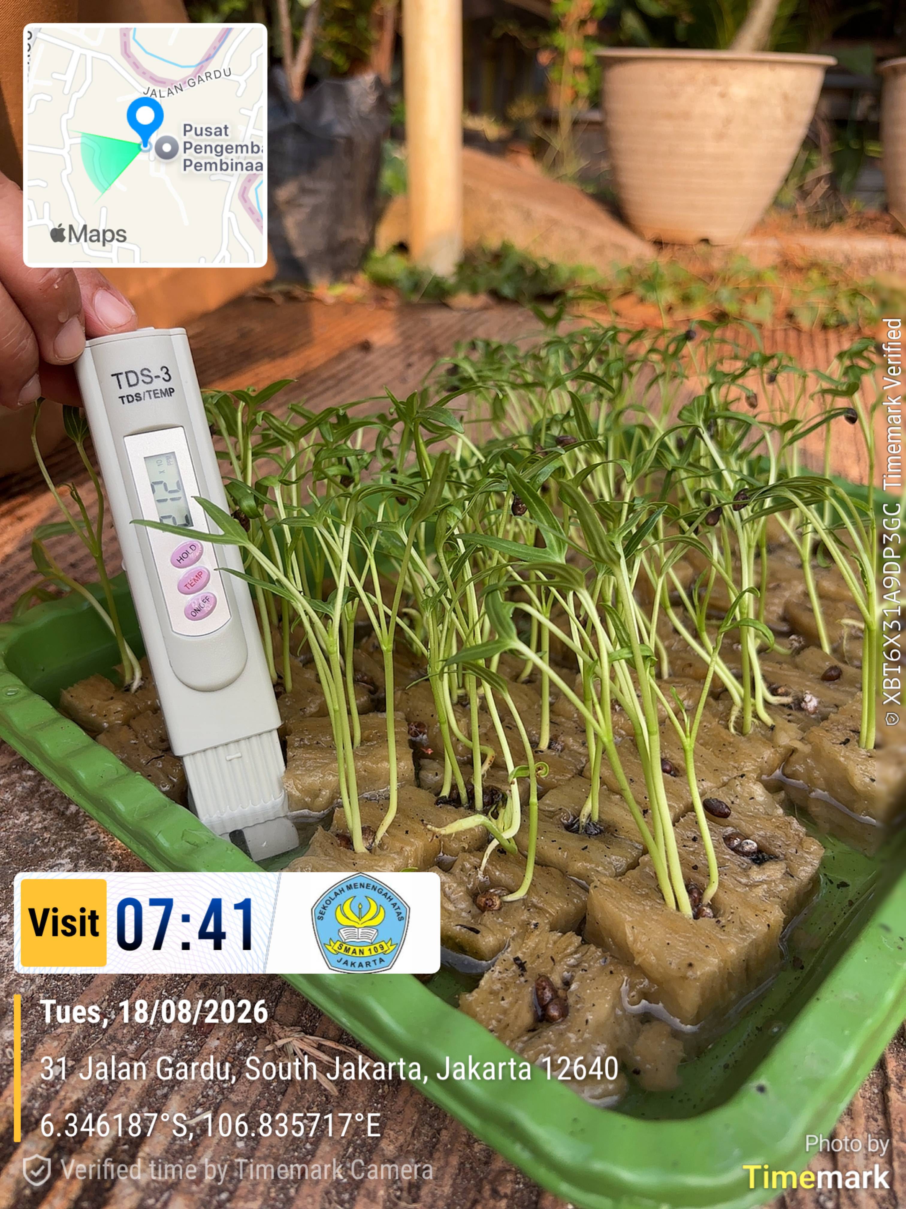 Lahan Urban Farming SMAN 109 Jakarta - Gambar 258