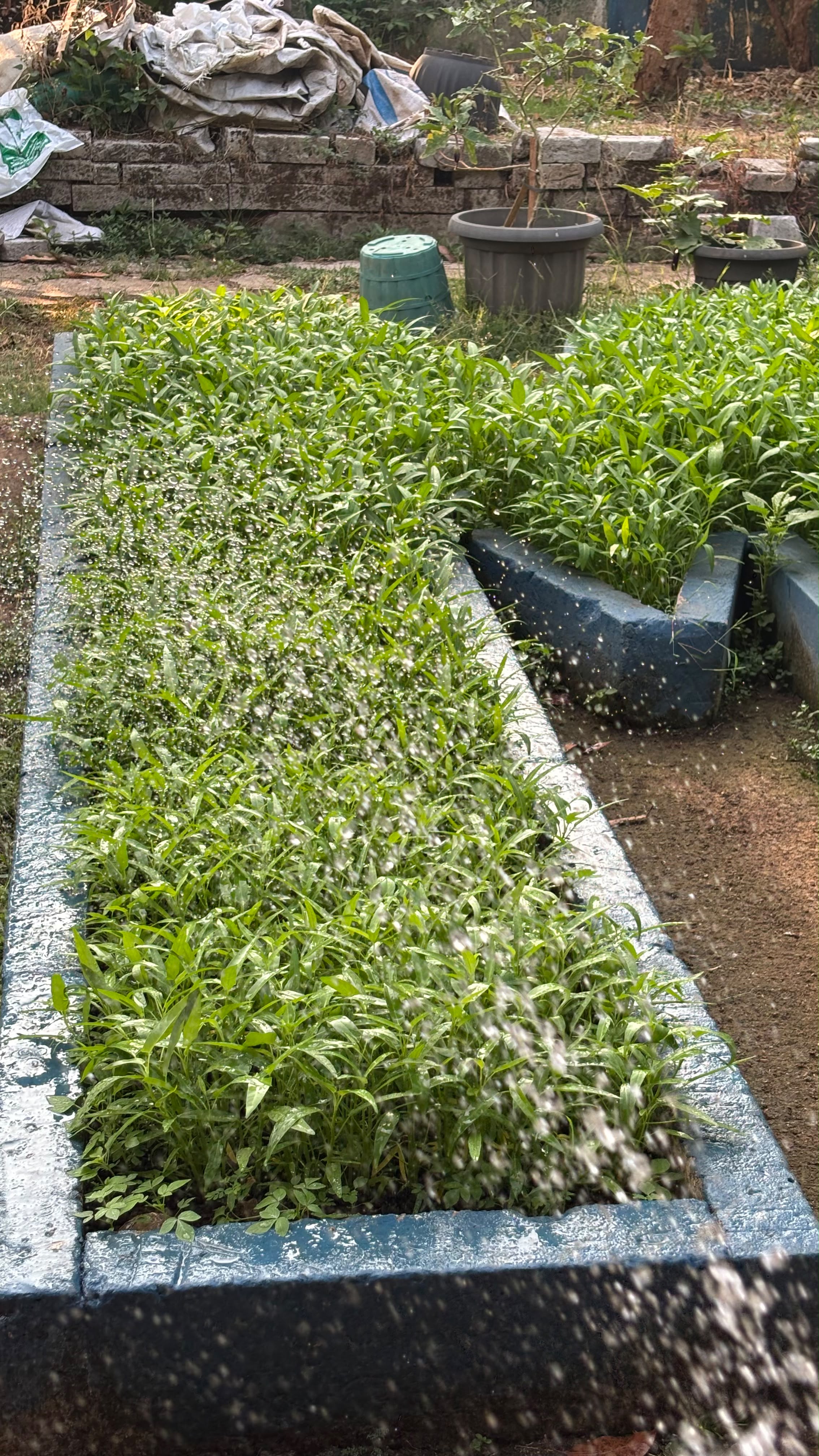 Lahan Urban Farming SMAN 109 Jakarta - Gambar 256