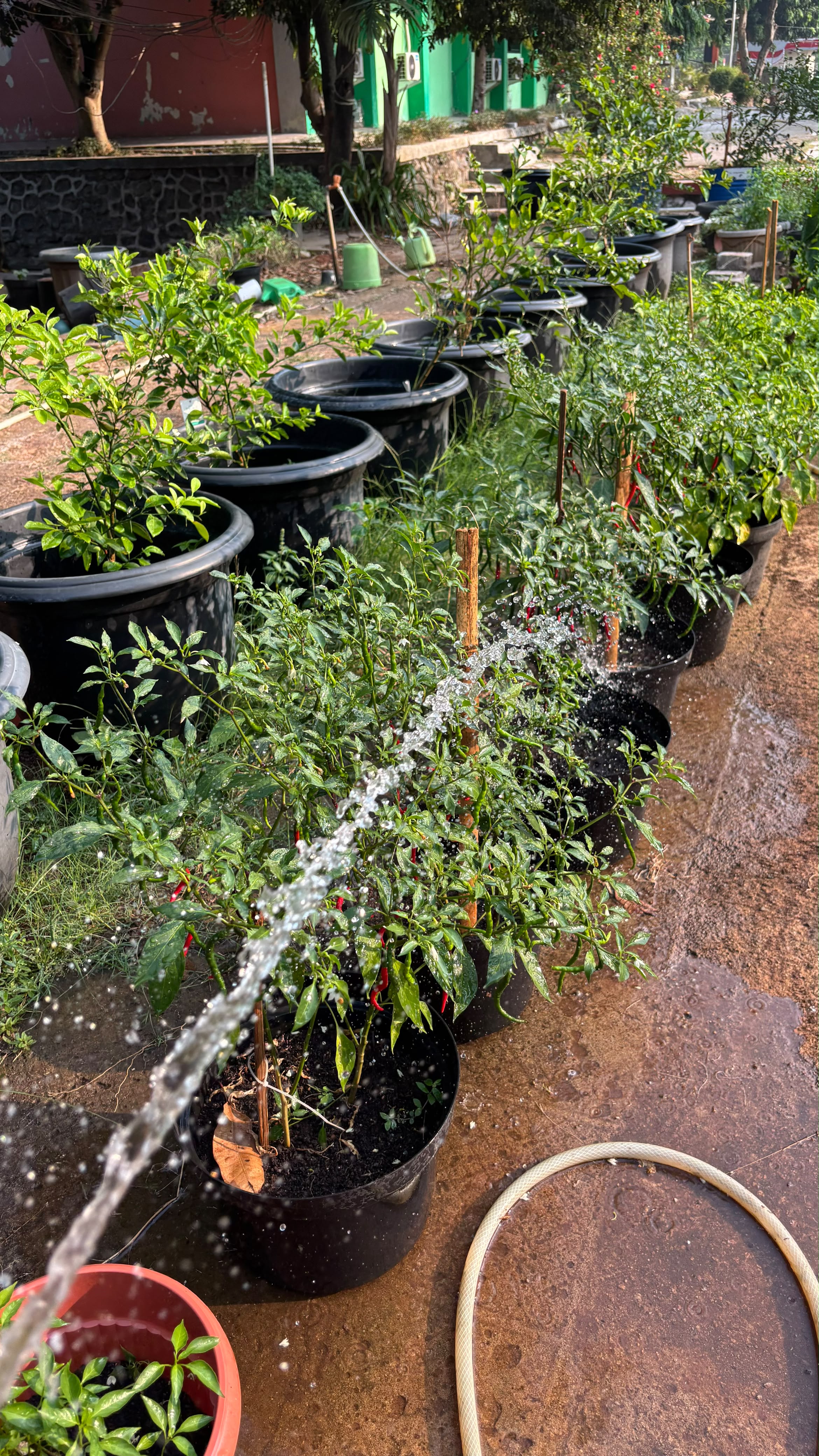 Lahan Urban Farming SMAN 109 Jakarta - Gambar 257