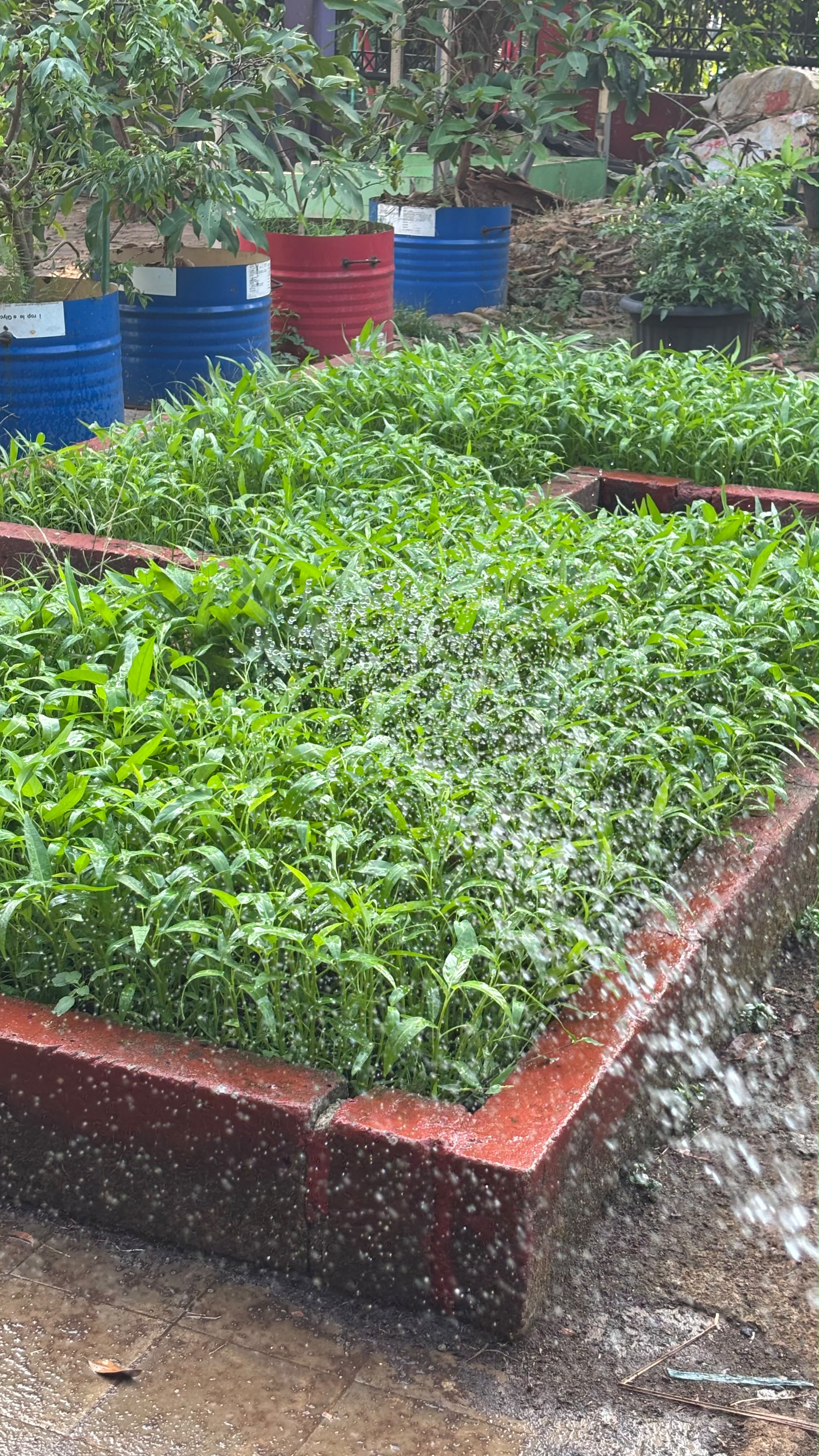 Lahan Urban Farming SMAN 109 Jakarta - Gambar 255