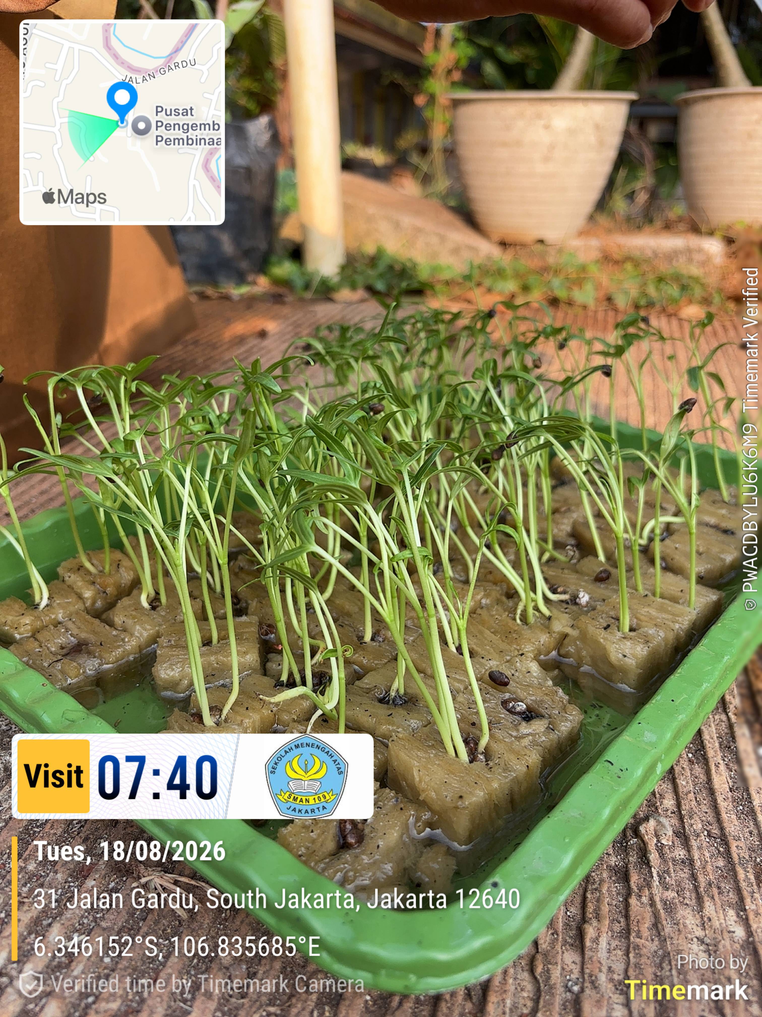 Lahan Urban Farming SMAN 109 Jakarta - Gambar 254