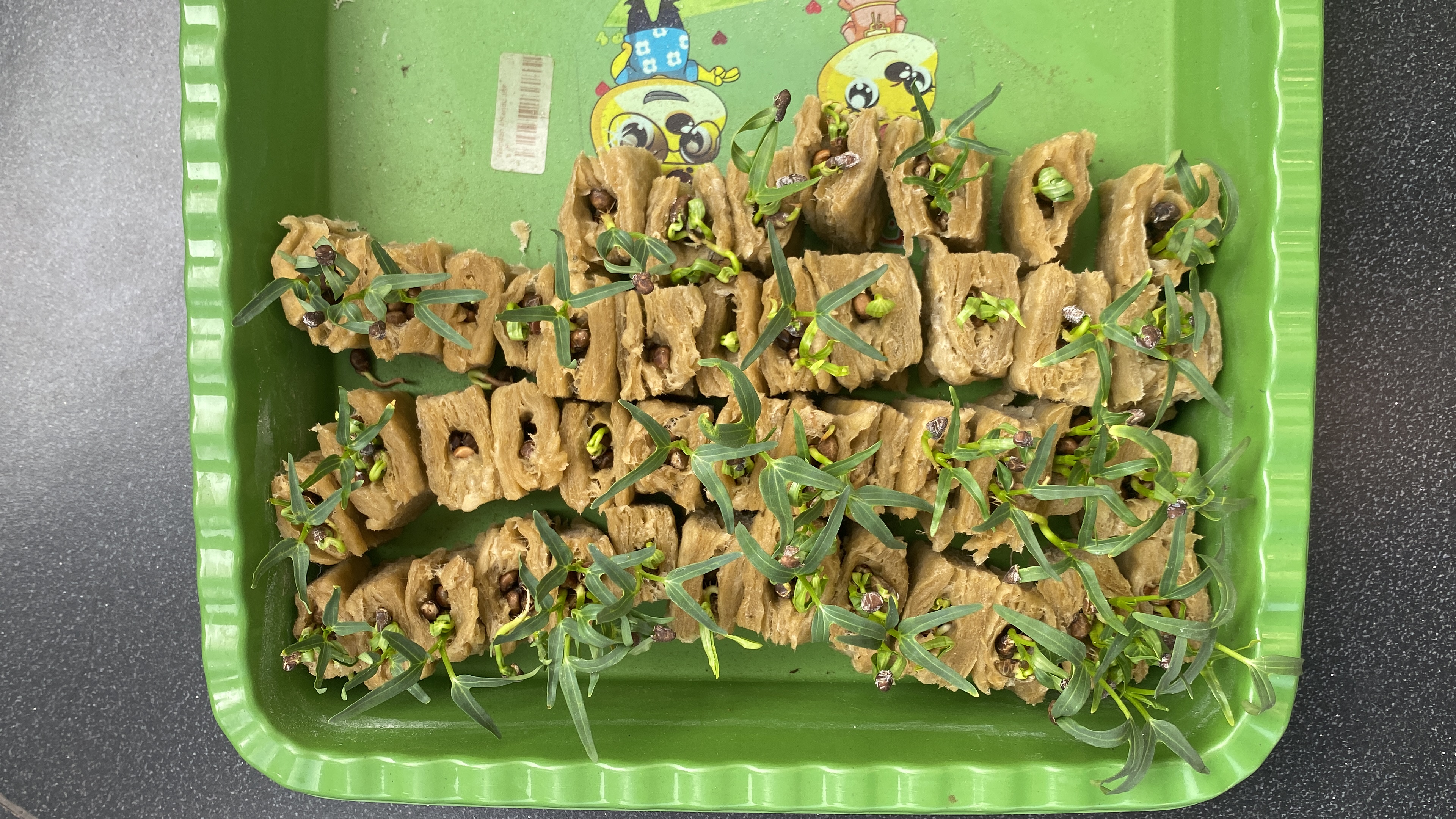 Lahan Urban Farming SDN Cipete Selatan 03 - Gambar 130