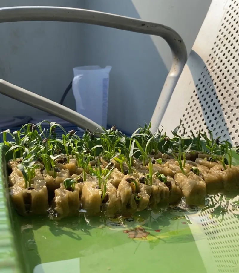 Lahan Urban Farming SDN Cipete Selatan 03 - Gambar 132