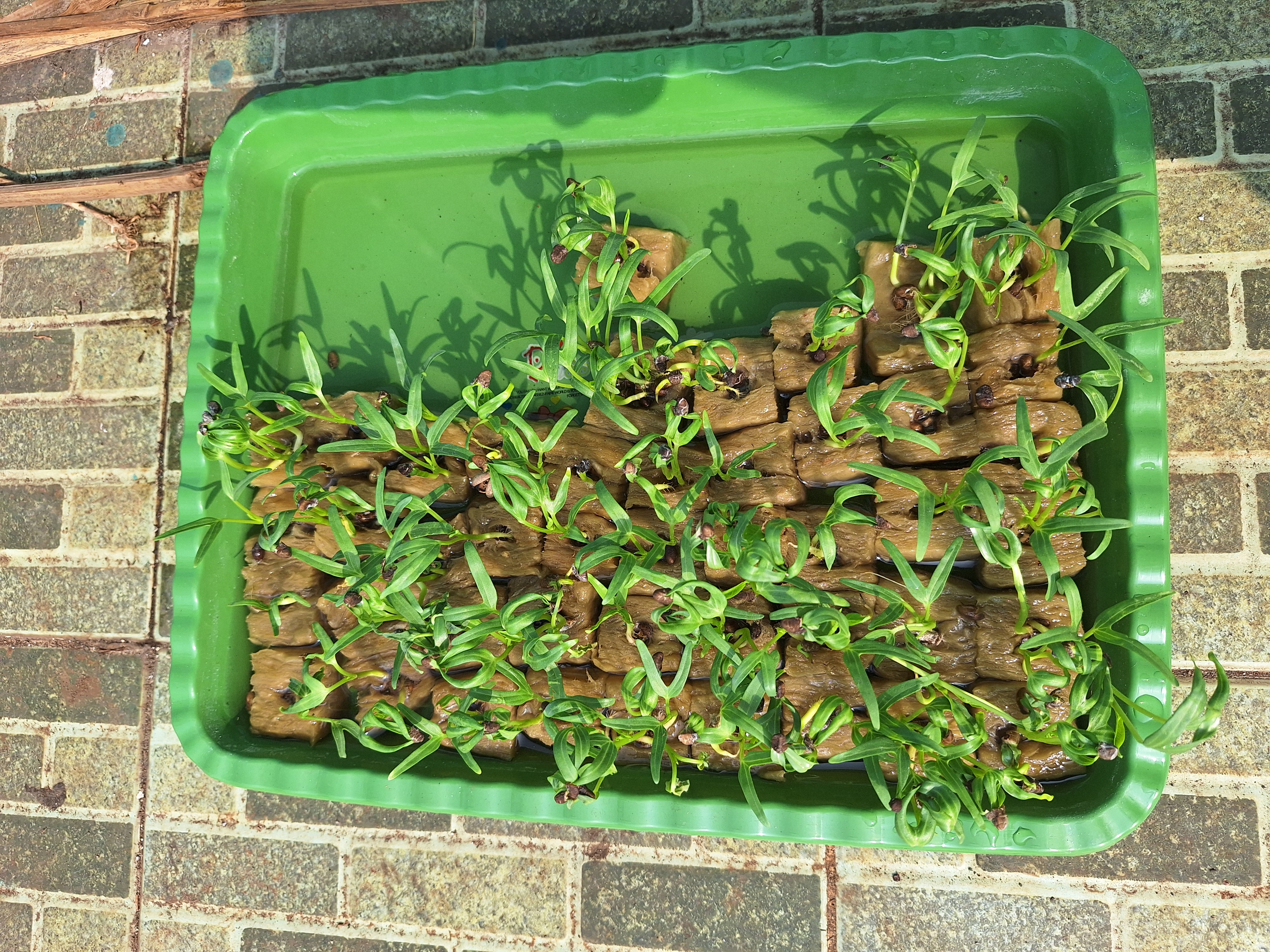 Lahan Urban Farming SMAN 34 Jakarta - Gambar 94