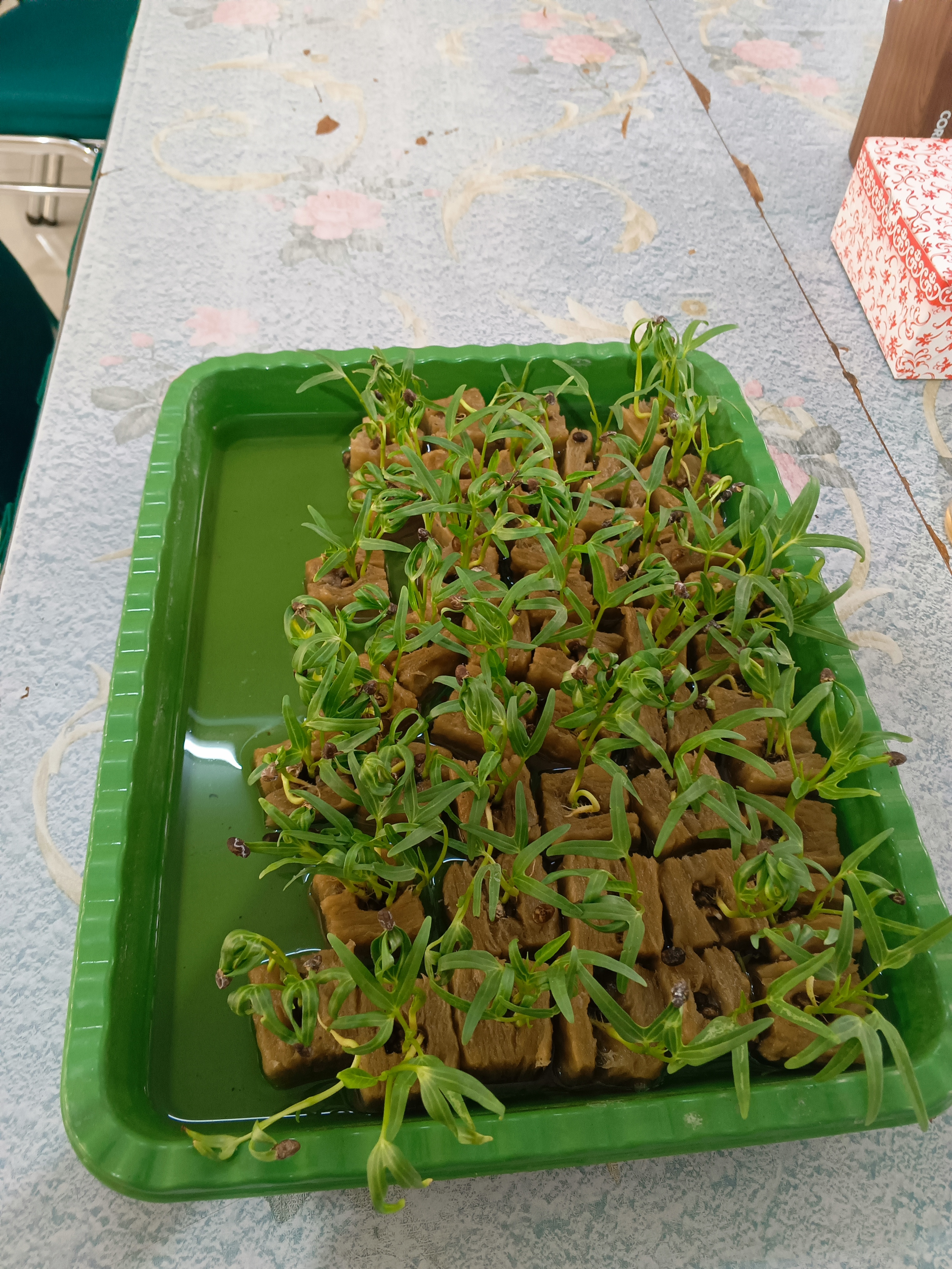 Lahan Urban Farming SMAN 34 Jakarta - Gambar 93