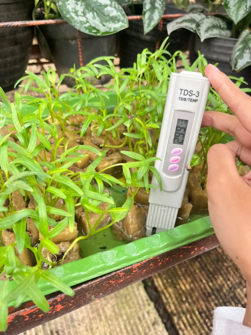 Lahan Urban Farming SMAN 109 Jakarta - Gambar 249