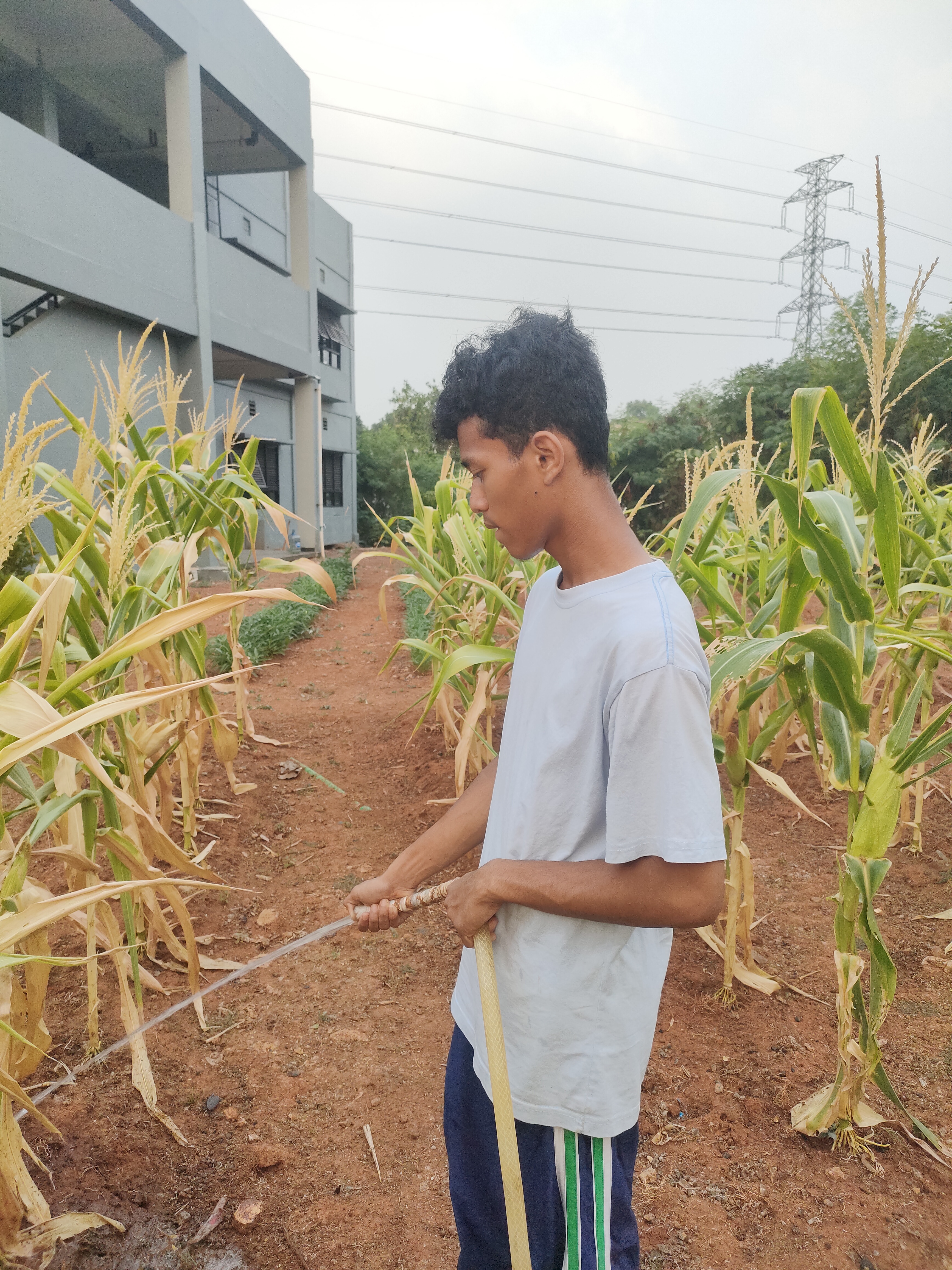 KEBUN SMKN 74 JAGAKARSA JAKARTA SELATAN - Gambar 382