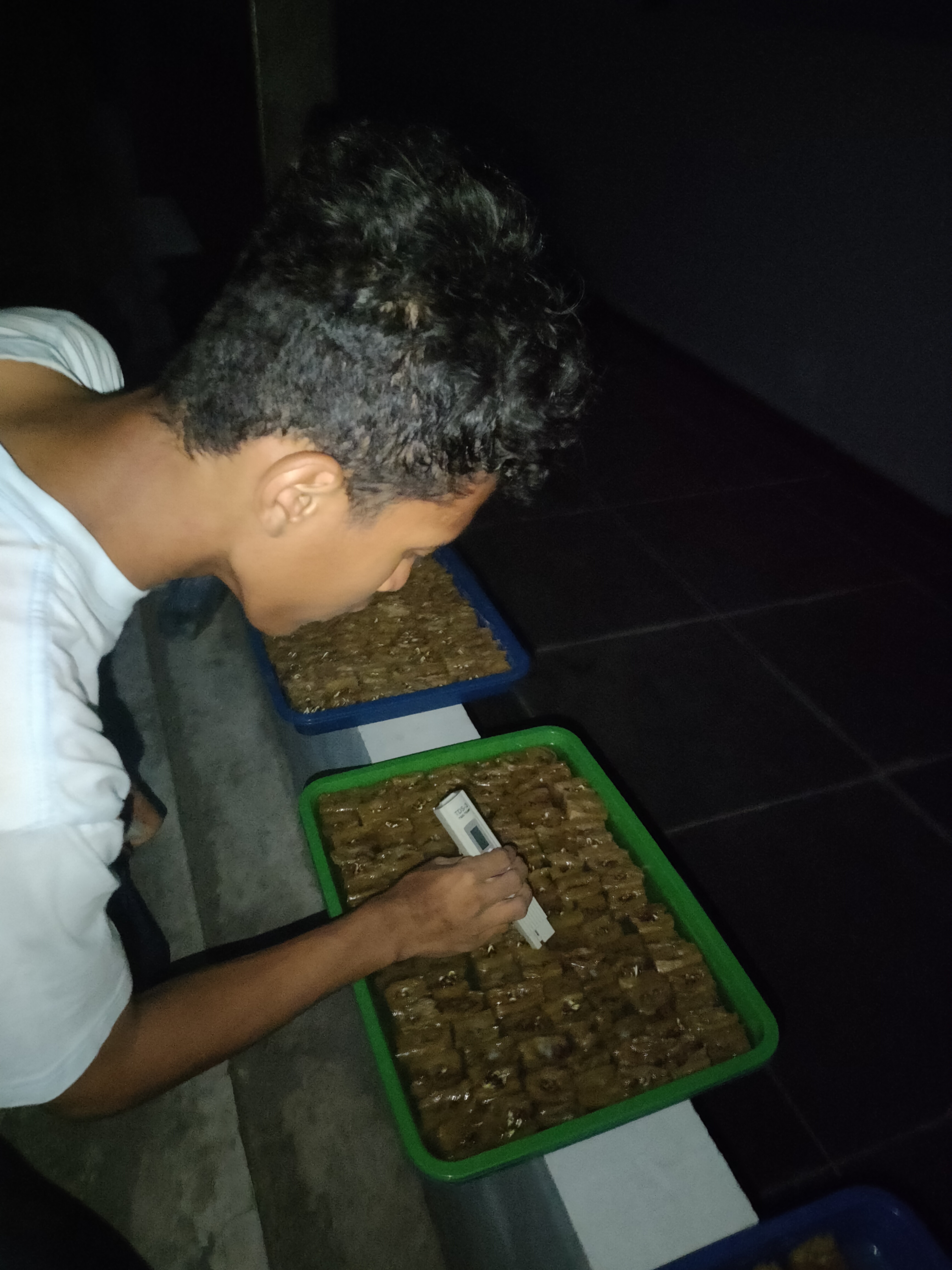 KEBUN SMKN 74 JAGAKARSA JAKARTA SELATAN - Gambar 383