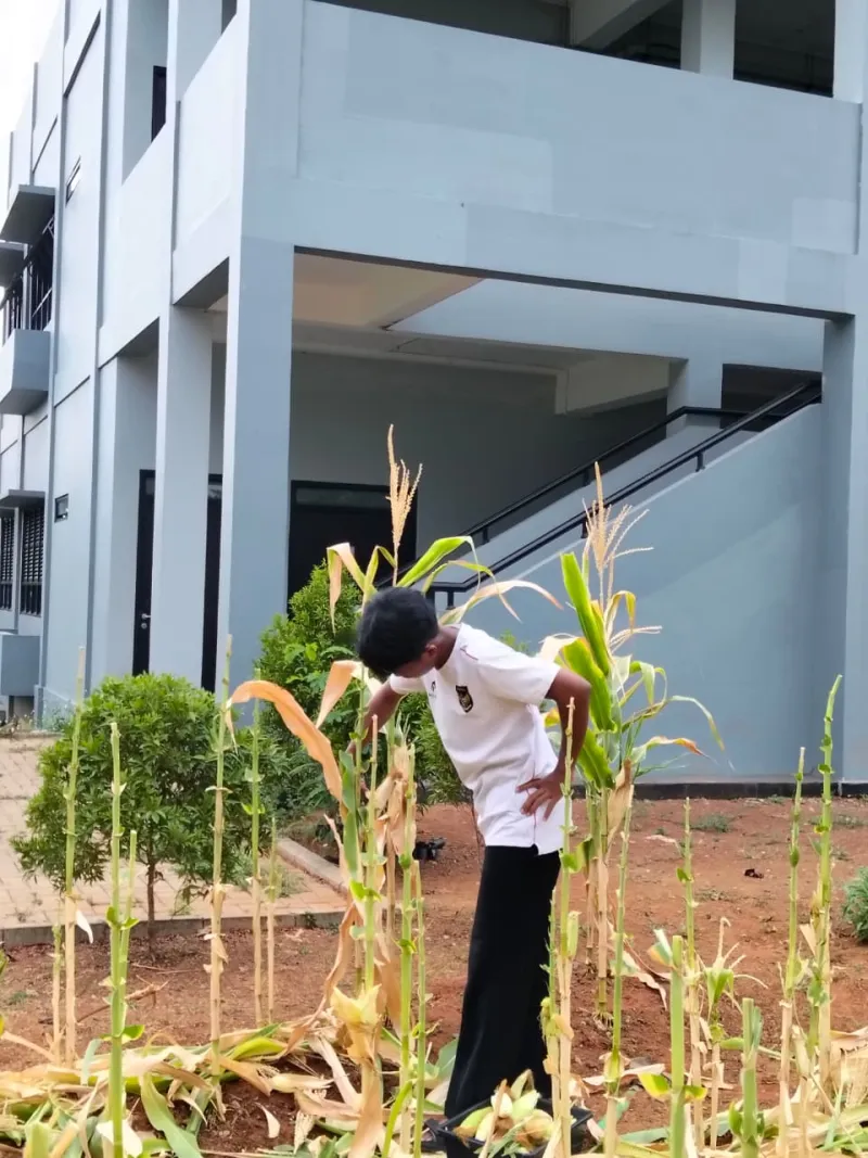 KEBUN SMKN 74 JAGAKARSA JAKARTA SELATAN - Gambar 375