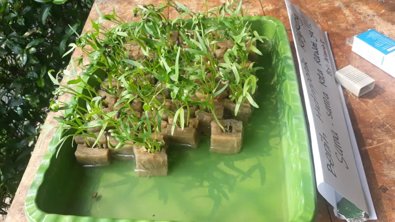 Lahan Urban Farming SMKN 20 Jakarta - Gambar 124