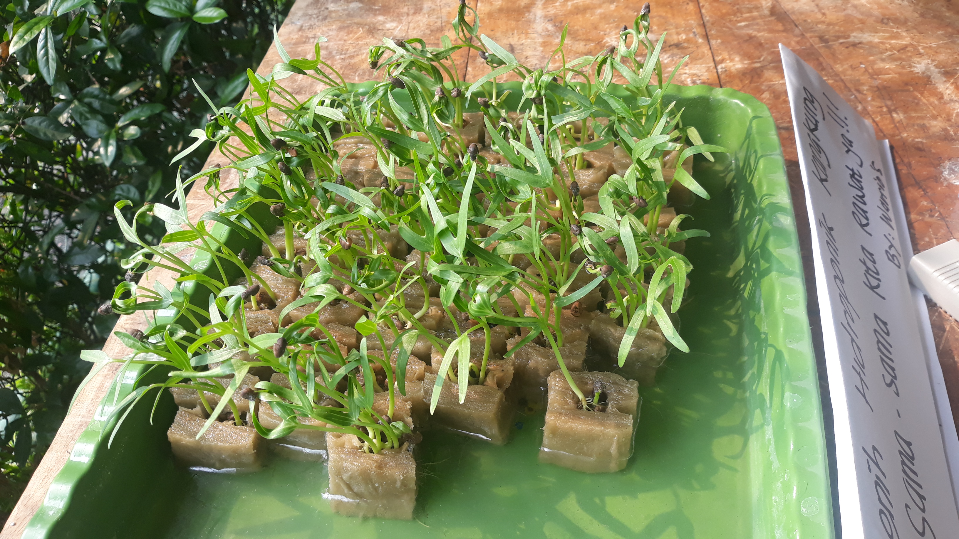 Lahan Urban Farming SMKN 20 Jakarta - Gambar 122