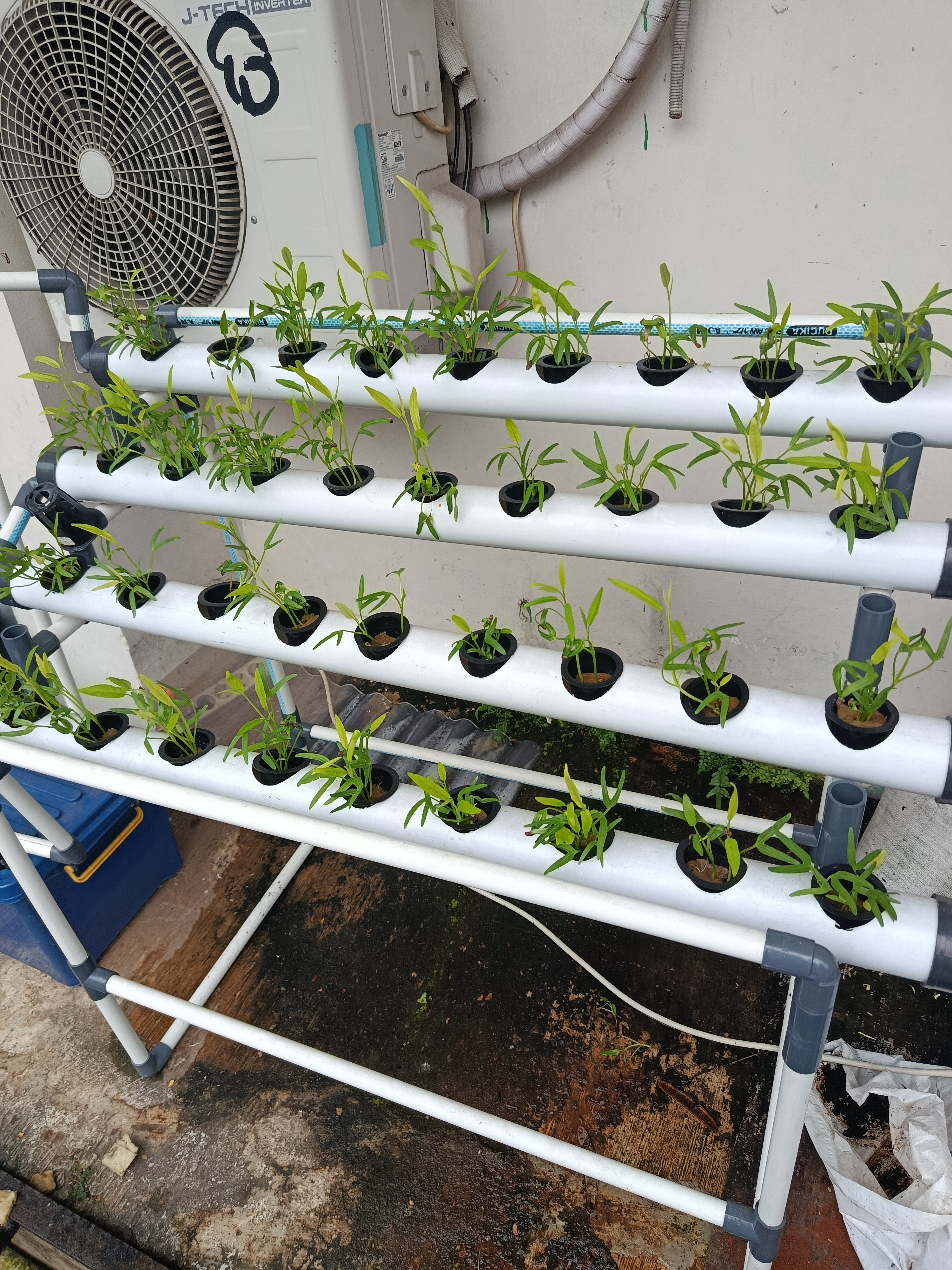 Lahan Urban Farming SMKN 62 Jakarta - Gambar 56