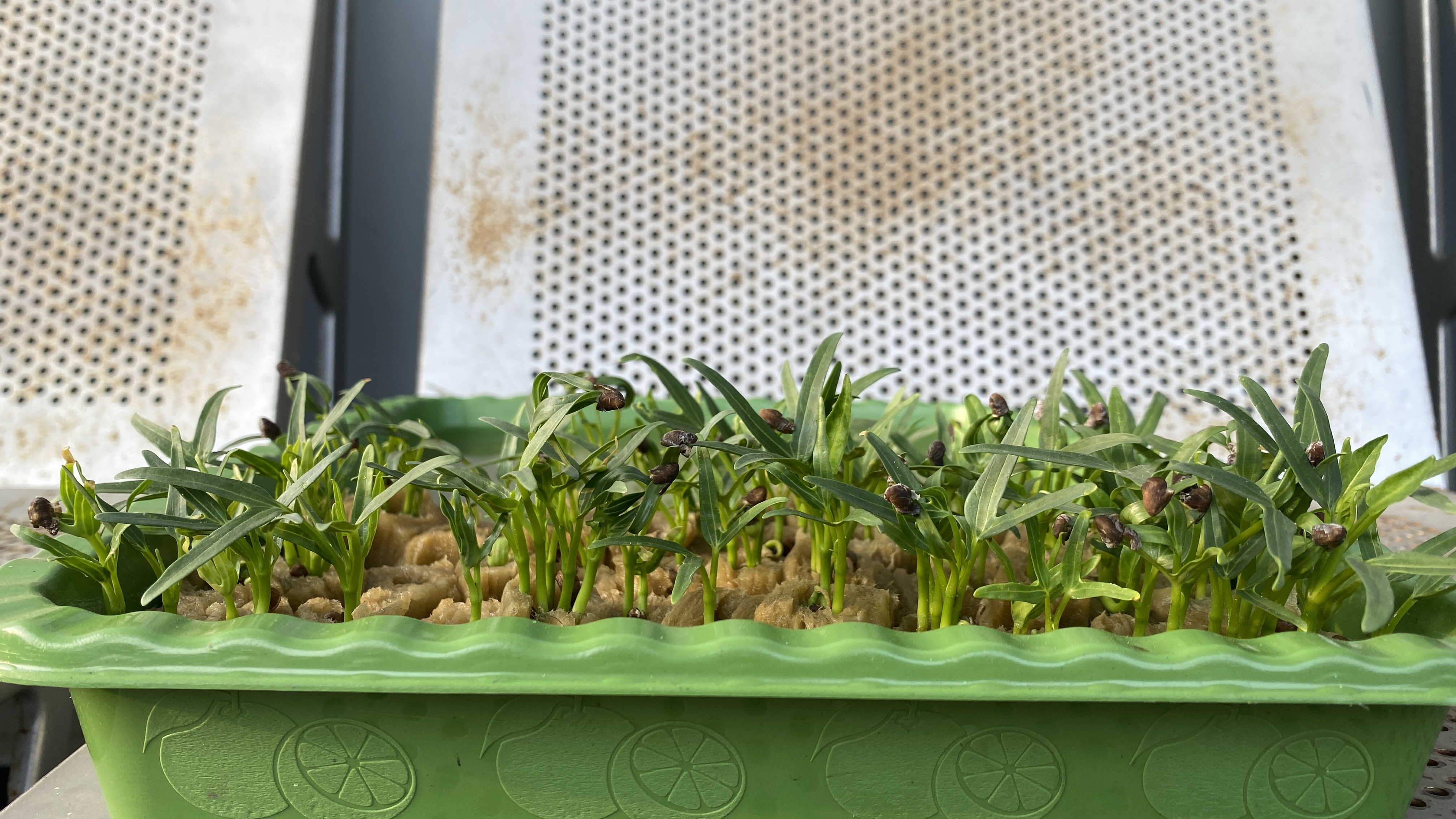 Lahan Urban Farming SDN Cipete Selatan 03 - Gambar 124