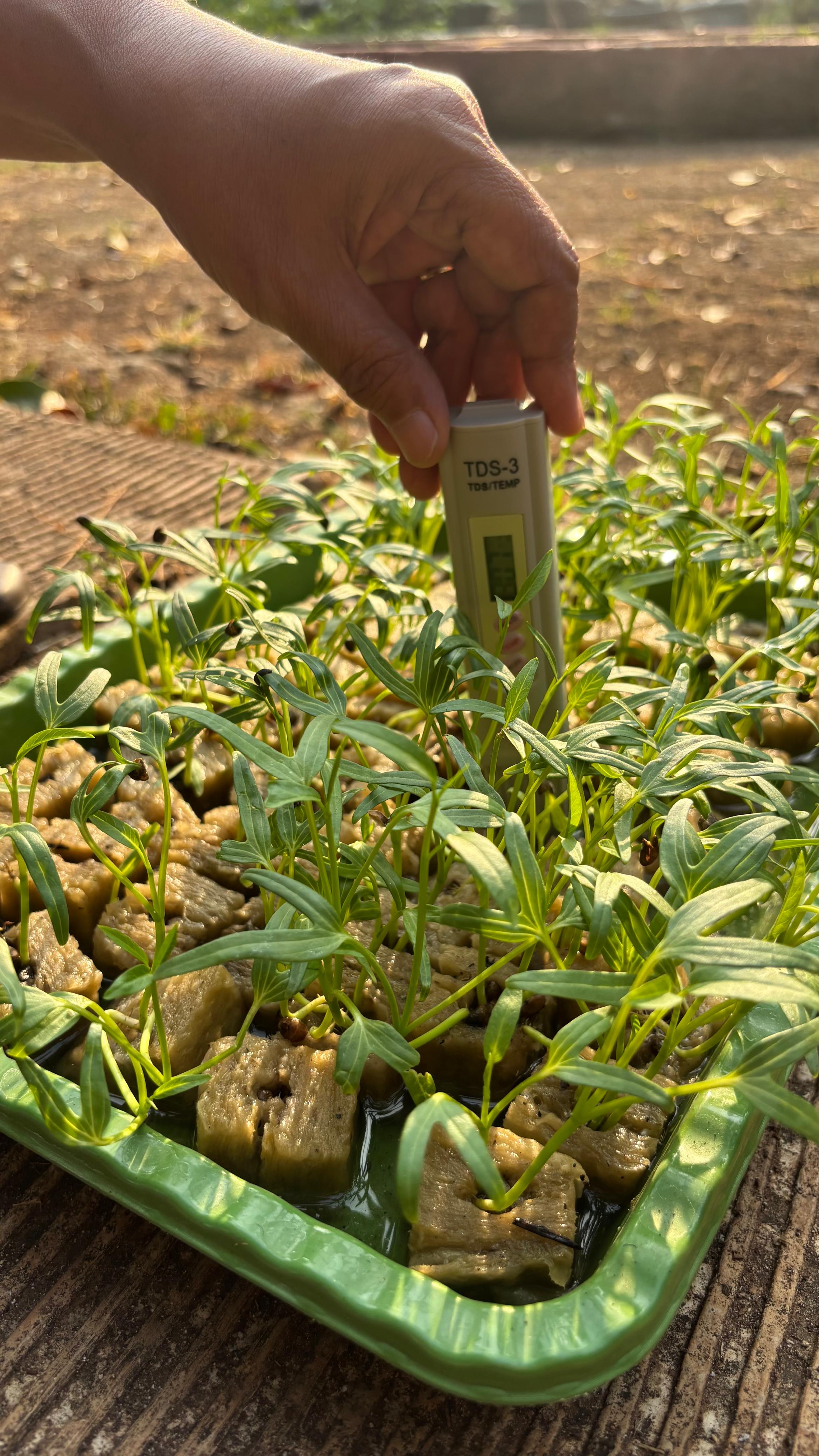 Lahan Urban Farming SMAN 109 Jakarta - Gambar 247