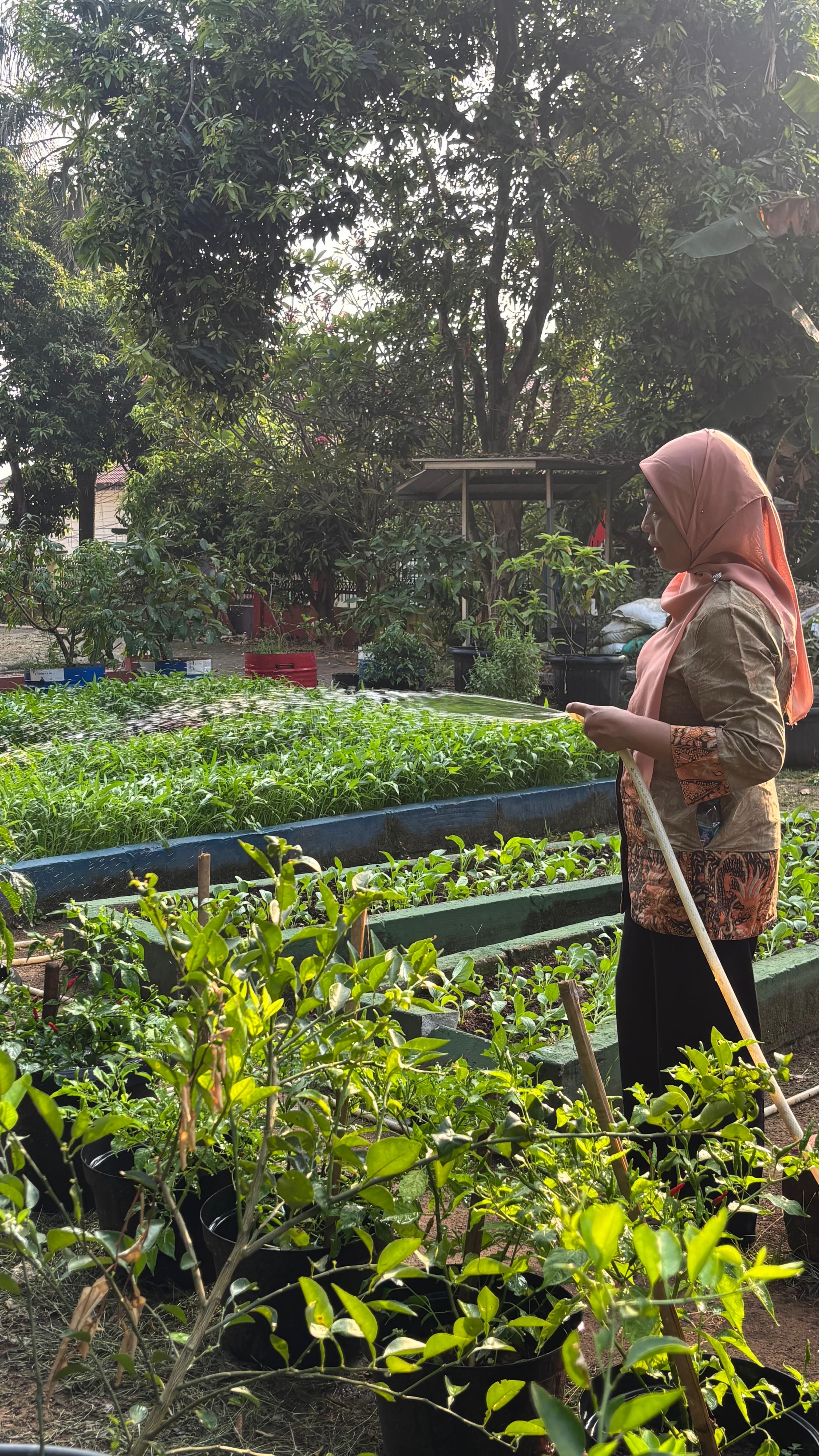 Lahan Urban Farming SMAN 109 Jakarta - Gambar 245