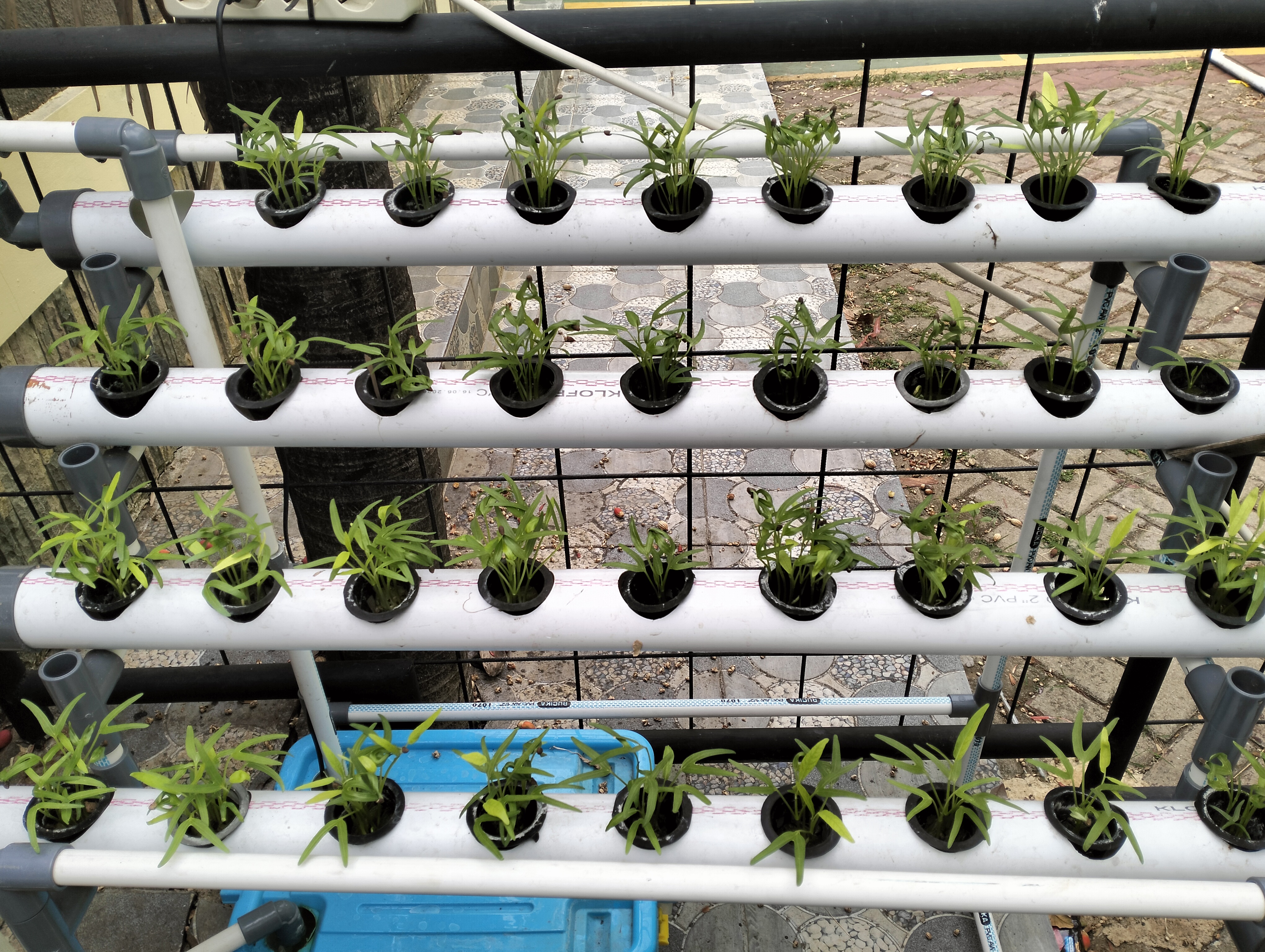Lahan Urban Farming SDN Lenteng Agung 07 Jakarta - Gambar 106
