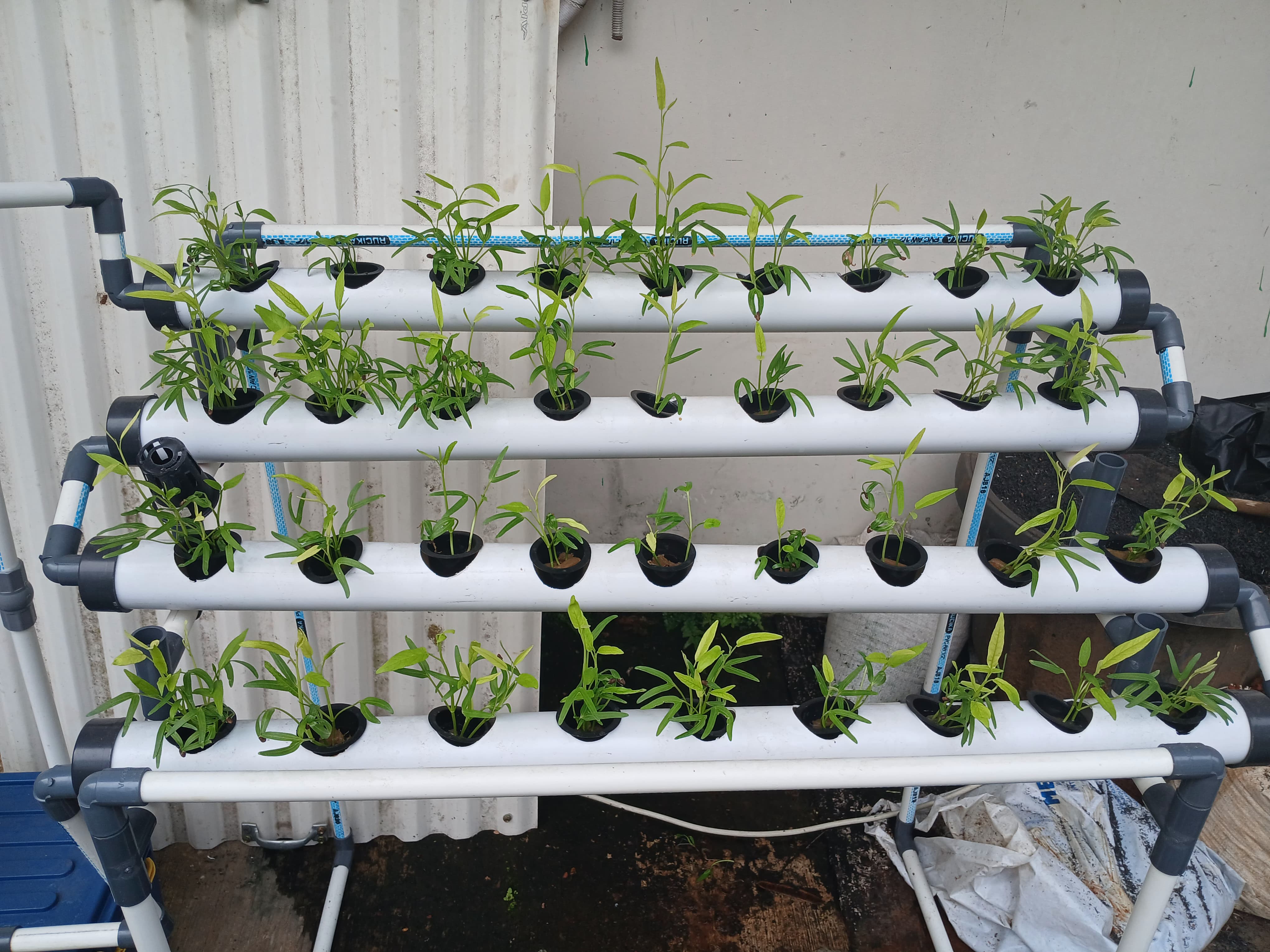 Lahan Urban Farming SMKN 62 Jakarta - Gambar 54