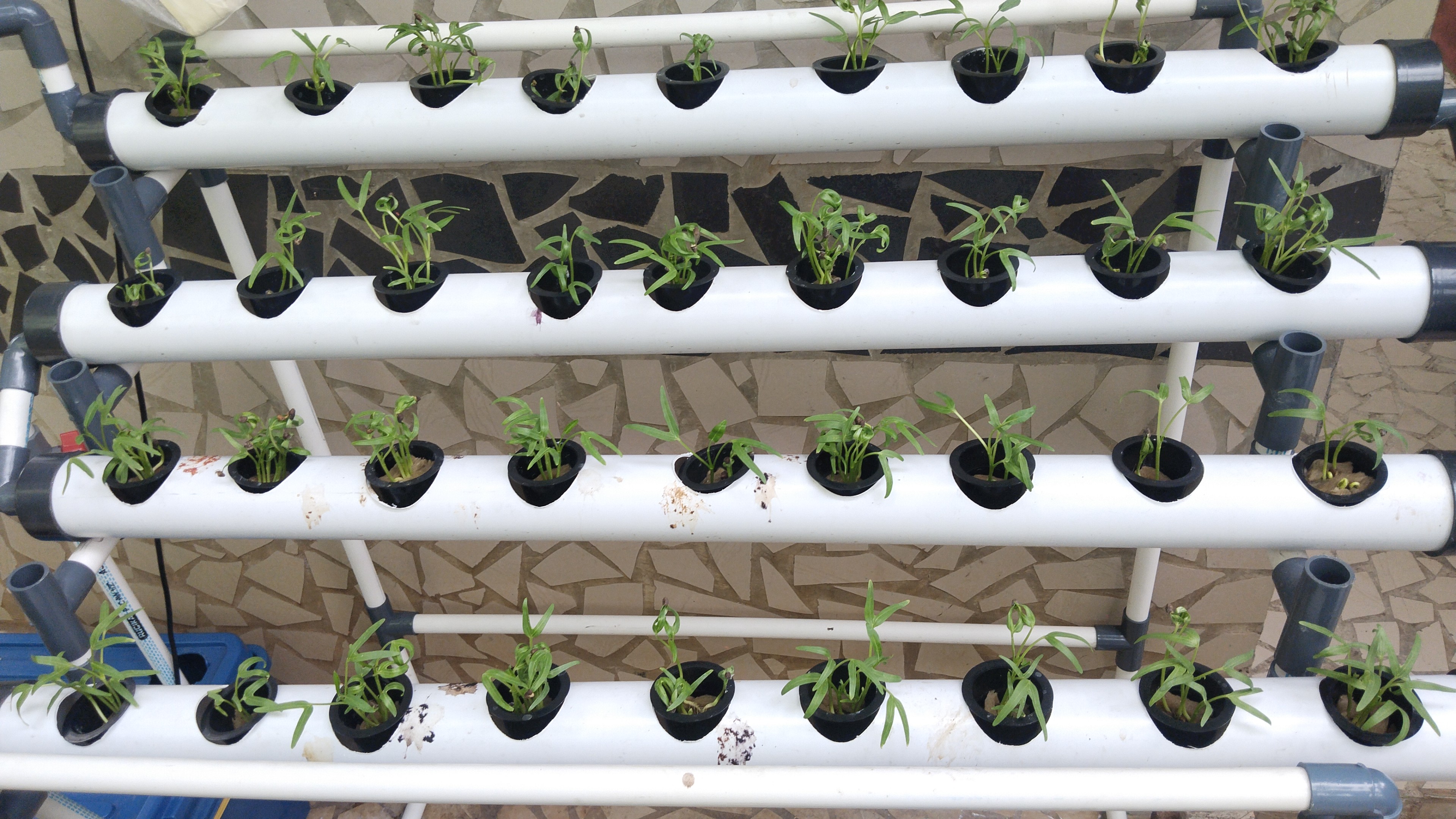 Lahan Urban Farming SMKN 20 Jakarta - Gambar 119
