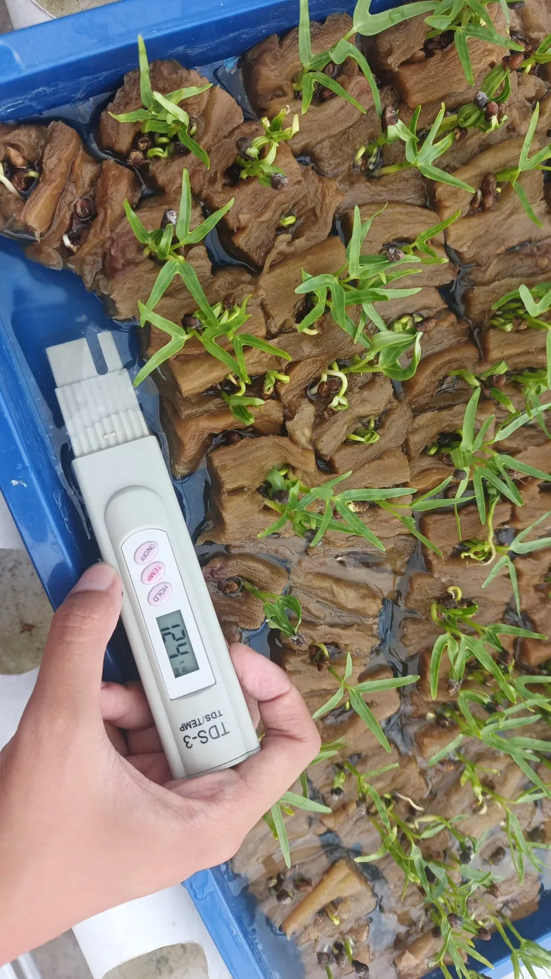 KEBUN SMKN 74 JAGAKARSA JAKARTA SELATAN - Gambar 362