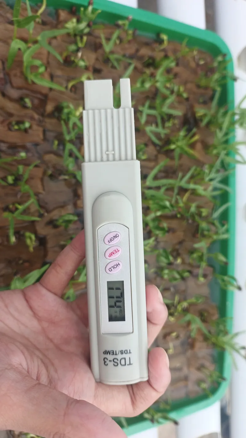 KEBUN SMKN 74 JAGAKARSA JAKARTA SELATAN - Gambar 363
