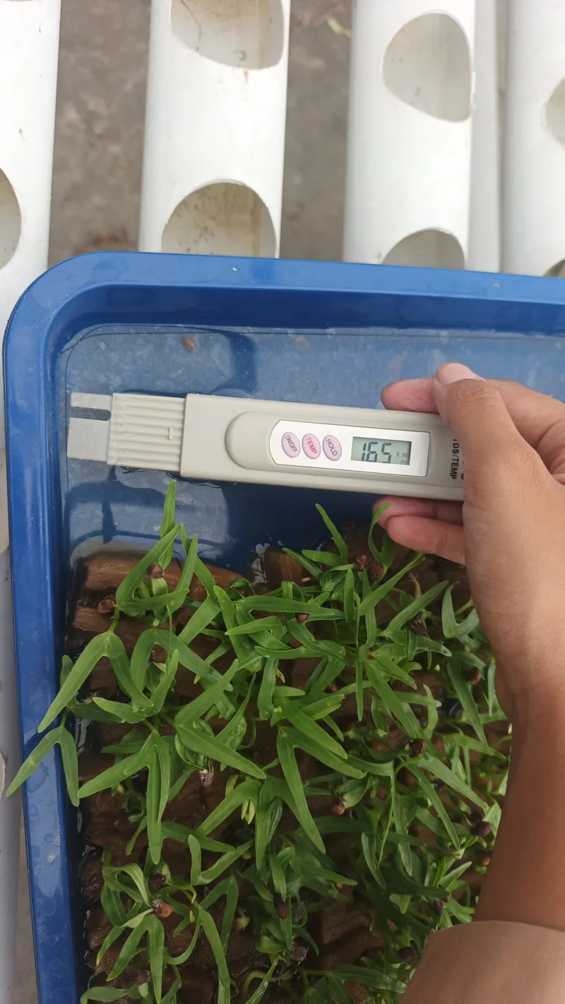 KEBUN SMKN 74 JAGAKARSA JAKARTA SELATAN - Gambar 365