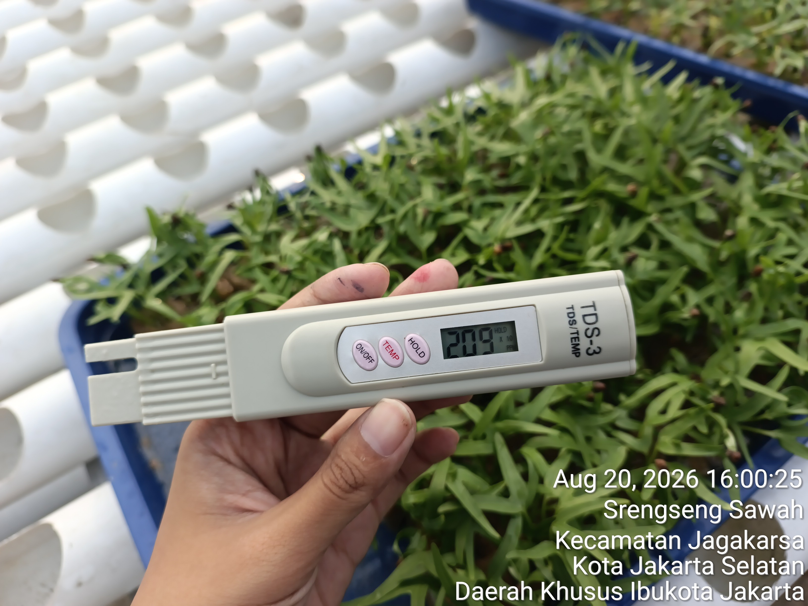 KEBUN SMKN 74 JAGAKARSA JAKARTA SELATAN - Gambar 355