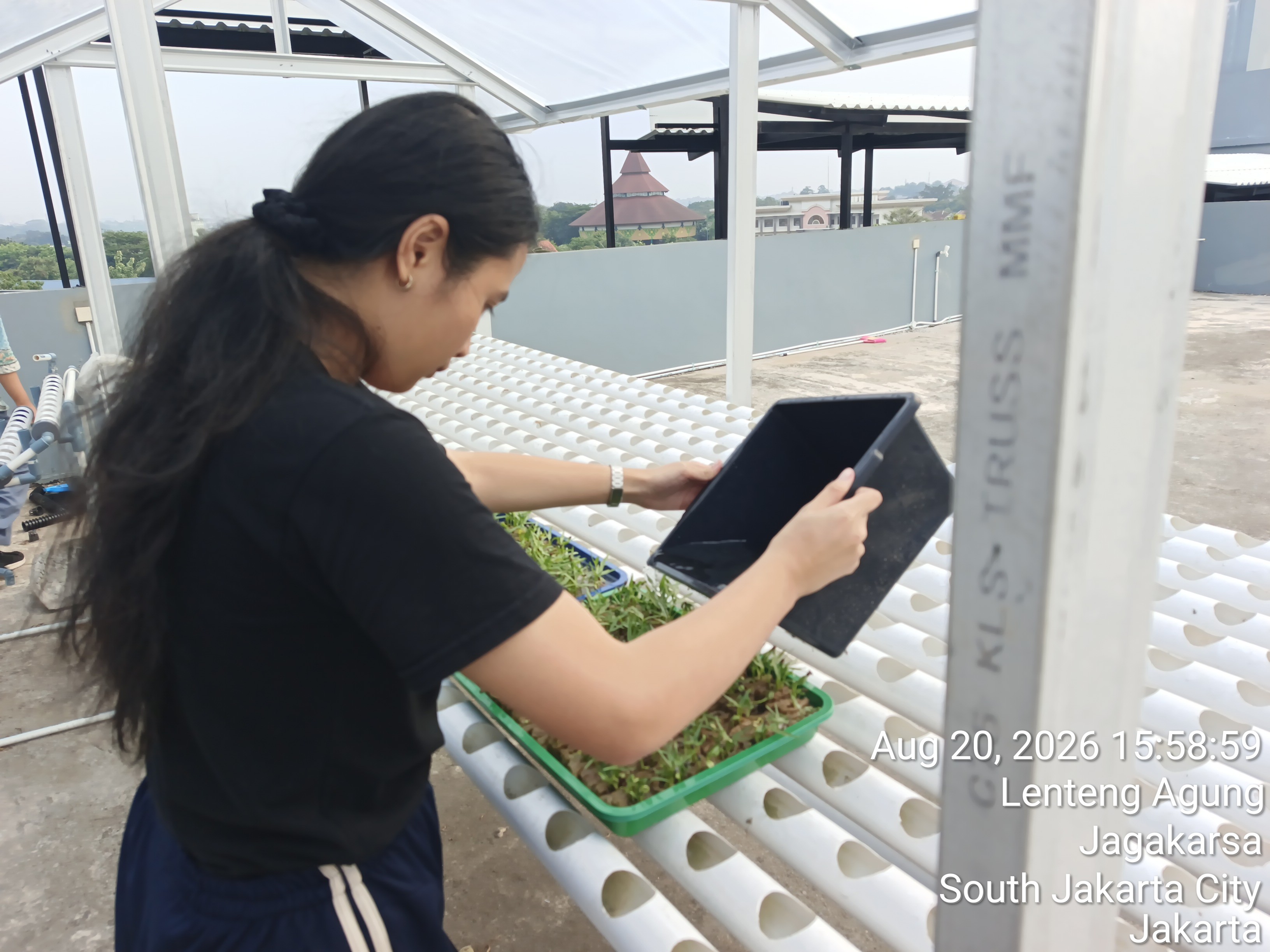 KEBUN SMKN 74 JAGAKARSA JAKARTA SELATAN - Gambar 359