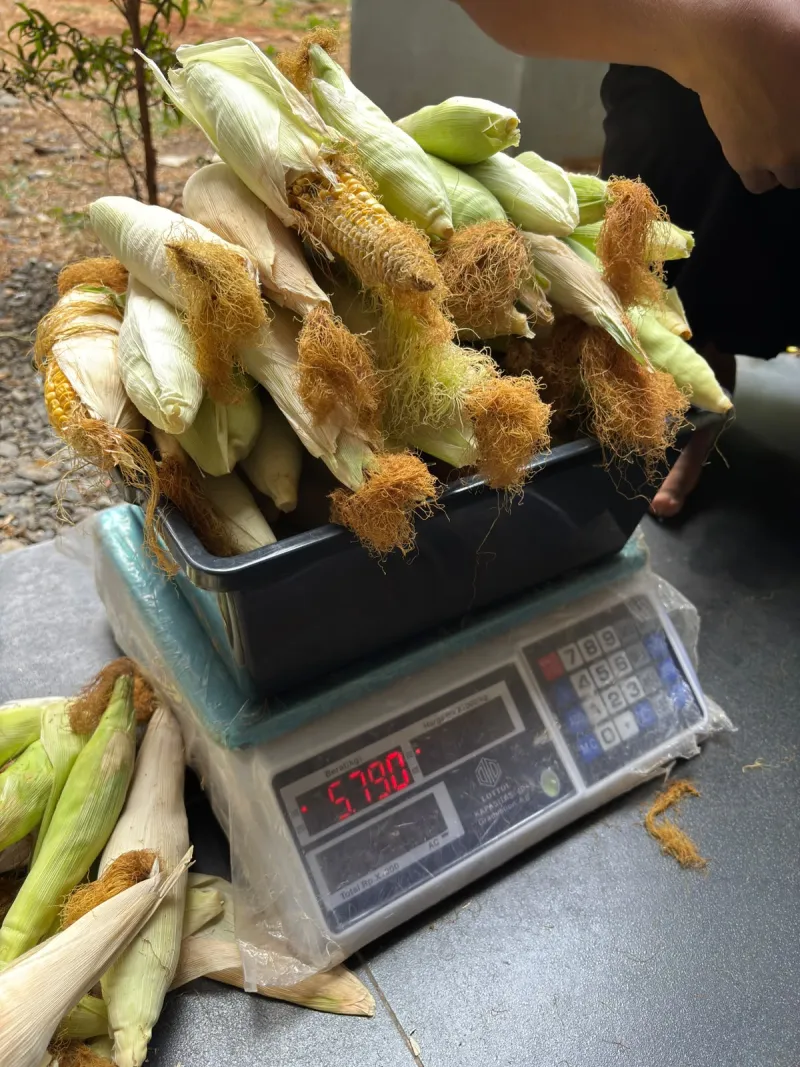 KEBUN SMKN 74 JAGAKARSA JAKARTA SELATAN - Gambar 348