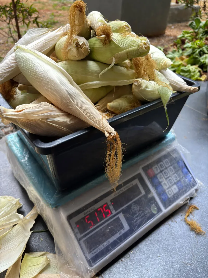 KEBUN SMKN 74 JAGAKARSA JAKARTA SELATAN - Gambar 344