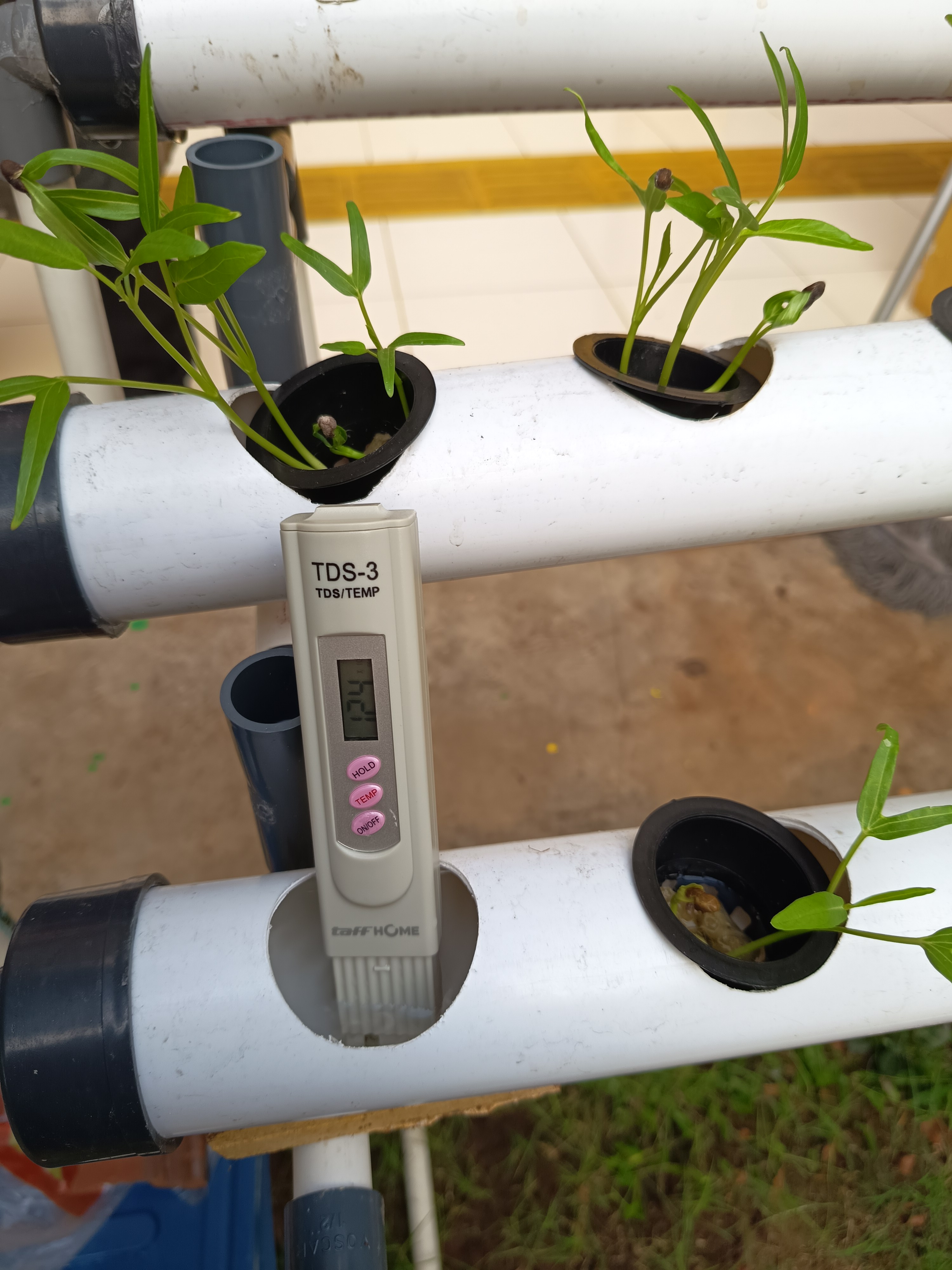 Lahan Urban Farming SLB A Pembina Tingkat Nasional - Gambar 126