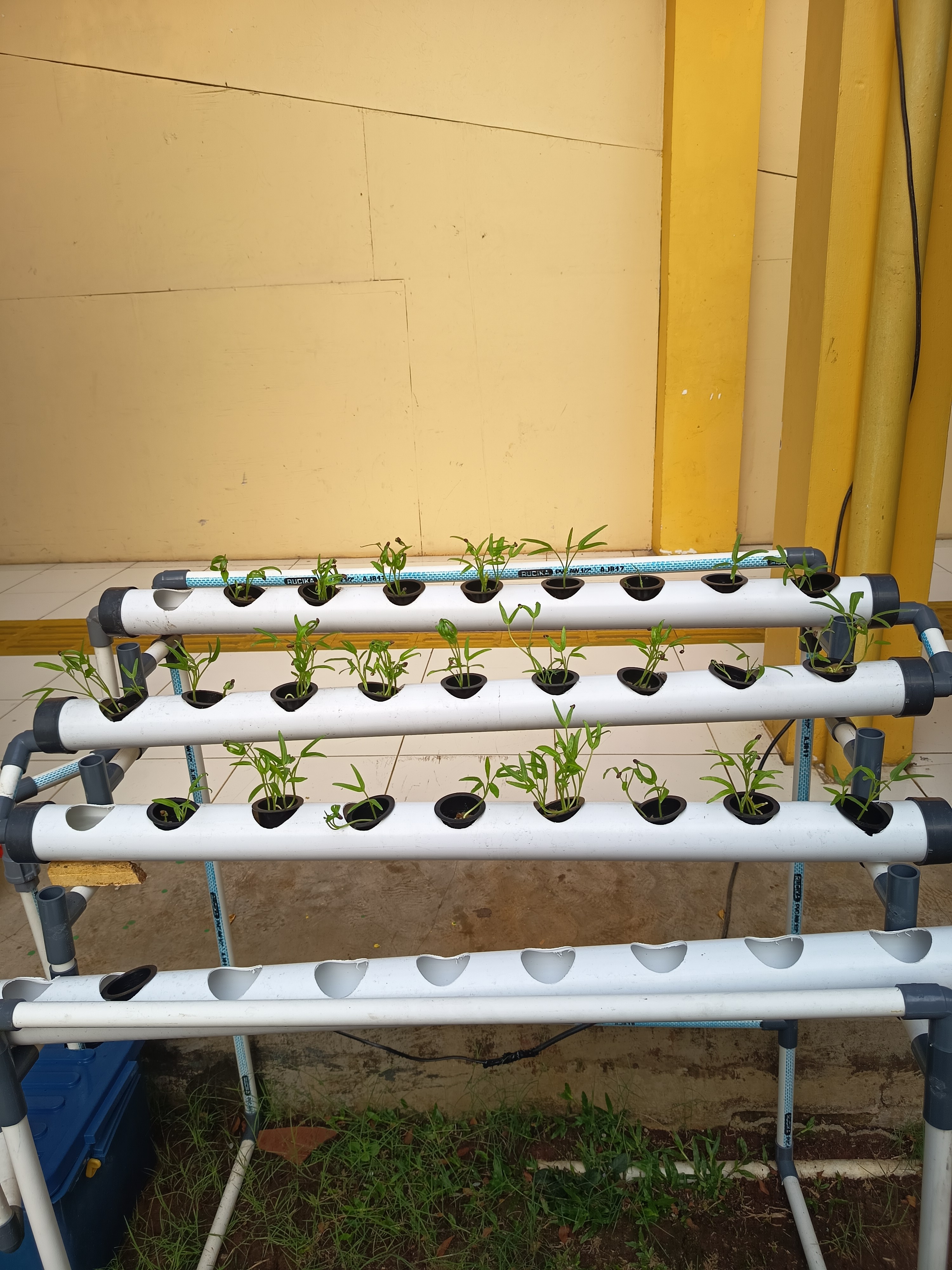 Lahan Urban Farming SLB A Pembina Tingkat Nasional - Gambar 125