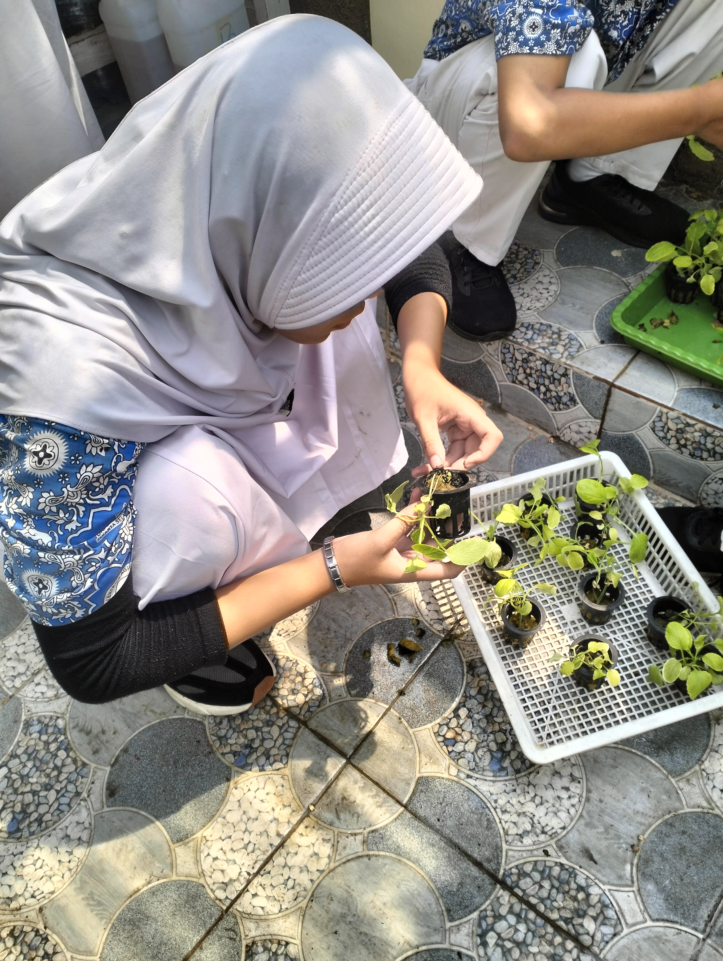 Lahan Urban Farming SDN Lenteng Agung 07 Jakarta - Gambar 105