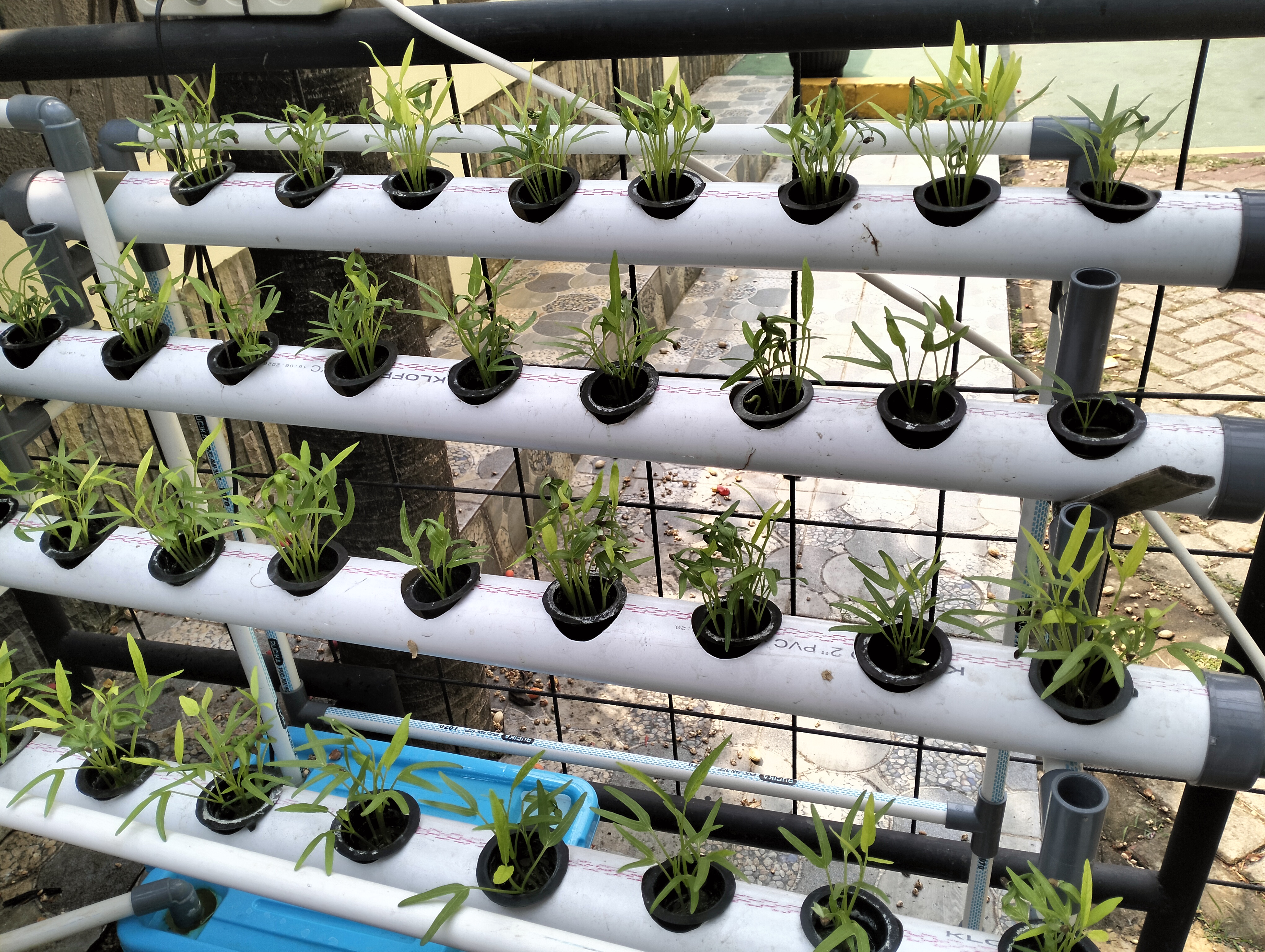 Lahan Urban Farming SDN Lenteng Agung 07 Jakarta - Gambar 103
