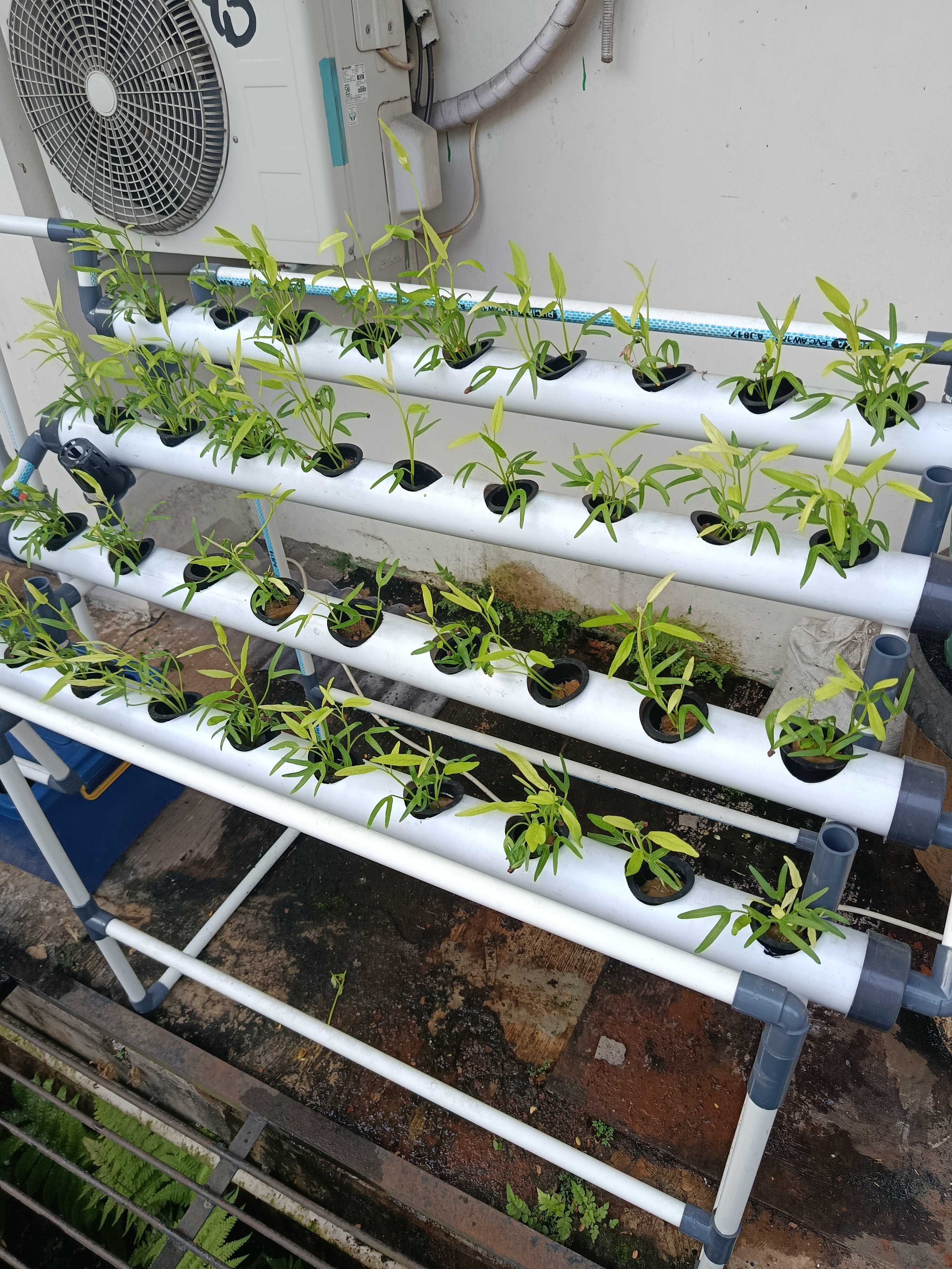 Lahan Urban Farming SMKN 62 Jakarta - Gambar 52