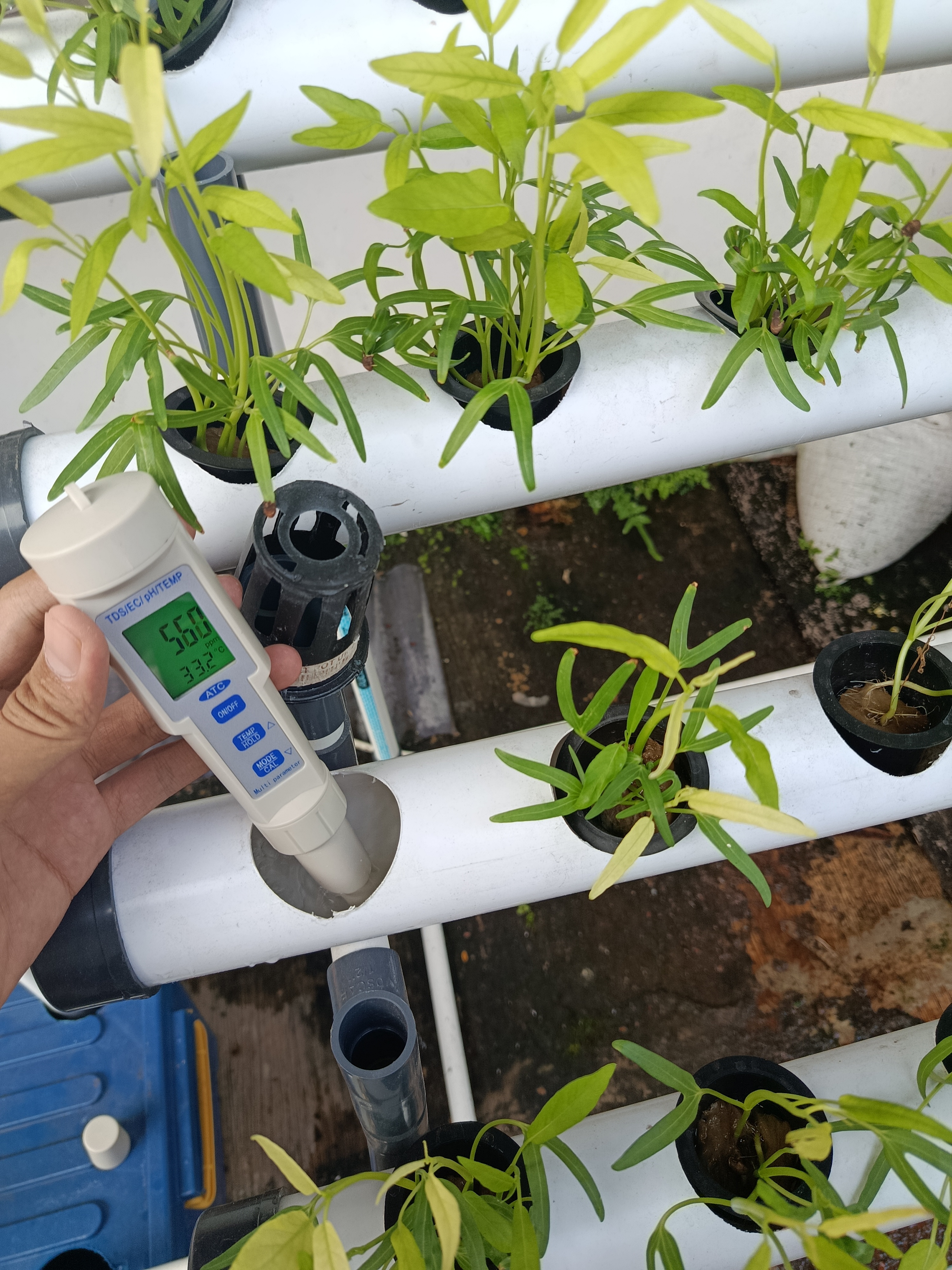 Lahan Urban Farming SMKN 62 Jakarta - Gambar 53