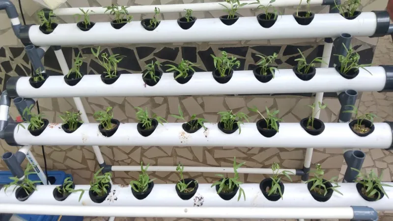 Lahan Urban Farming SMKN 20 Jakarta - Gambar 117