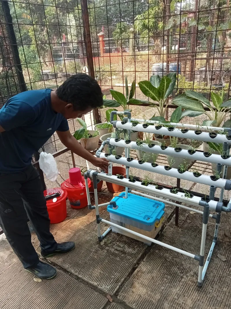 Lahan Urban Farming SMAN 109 Jakarta - Gambar 241