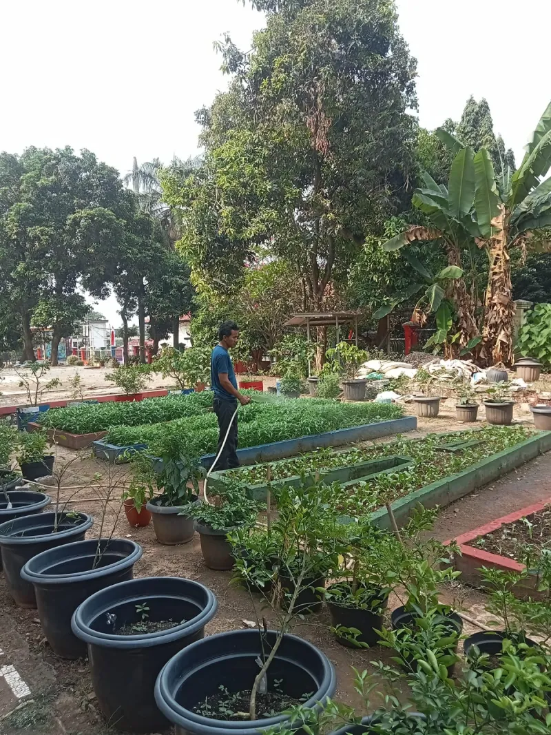 Lahan Urban Farming SMAN 109 Jakarta - Gambar 240