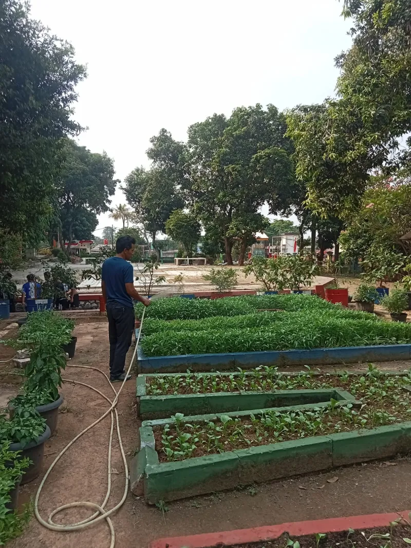 Lahan Urban Farming SMAN 109 Jakarta - Gambar 239