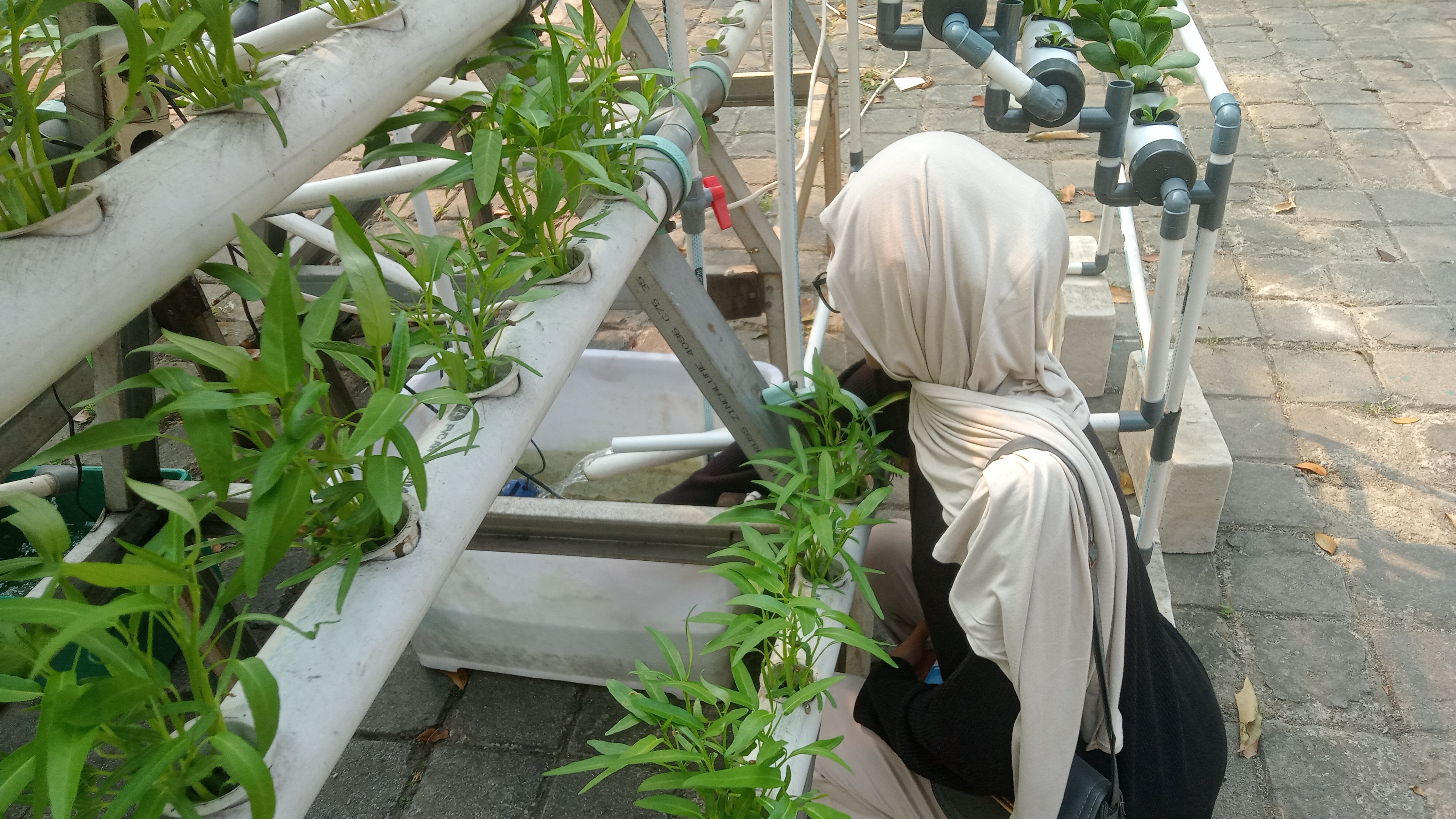 Lahan Urban Farming SMKN 59 Jakarta - Gambar 245