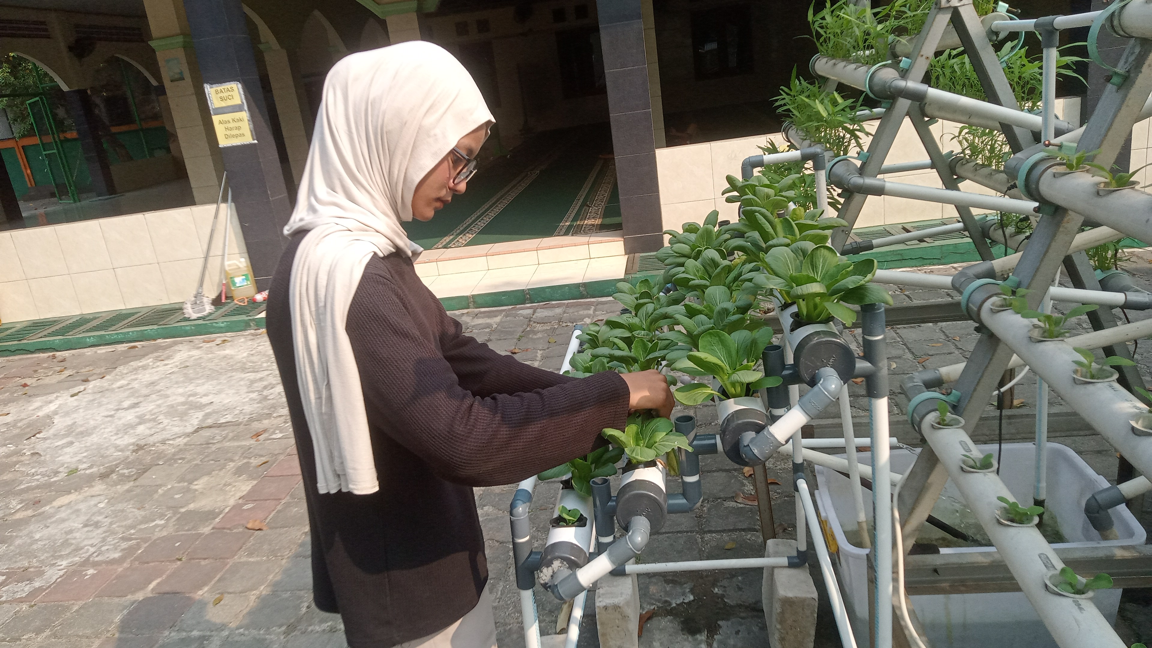 Lahan Urban Farming SMKN 59 Jakarta - Gambar 246