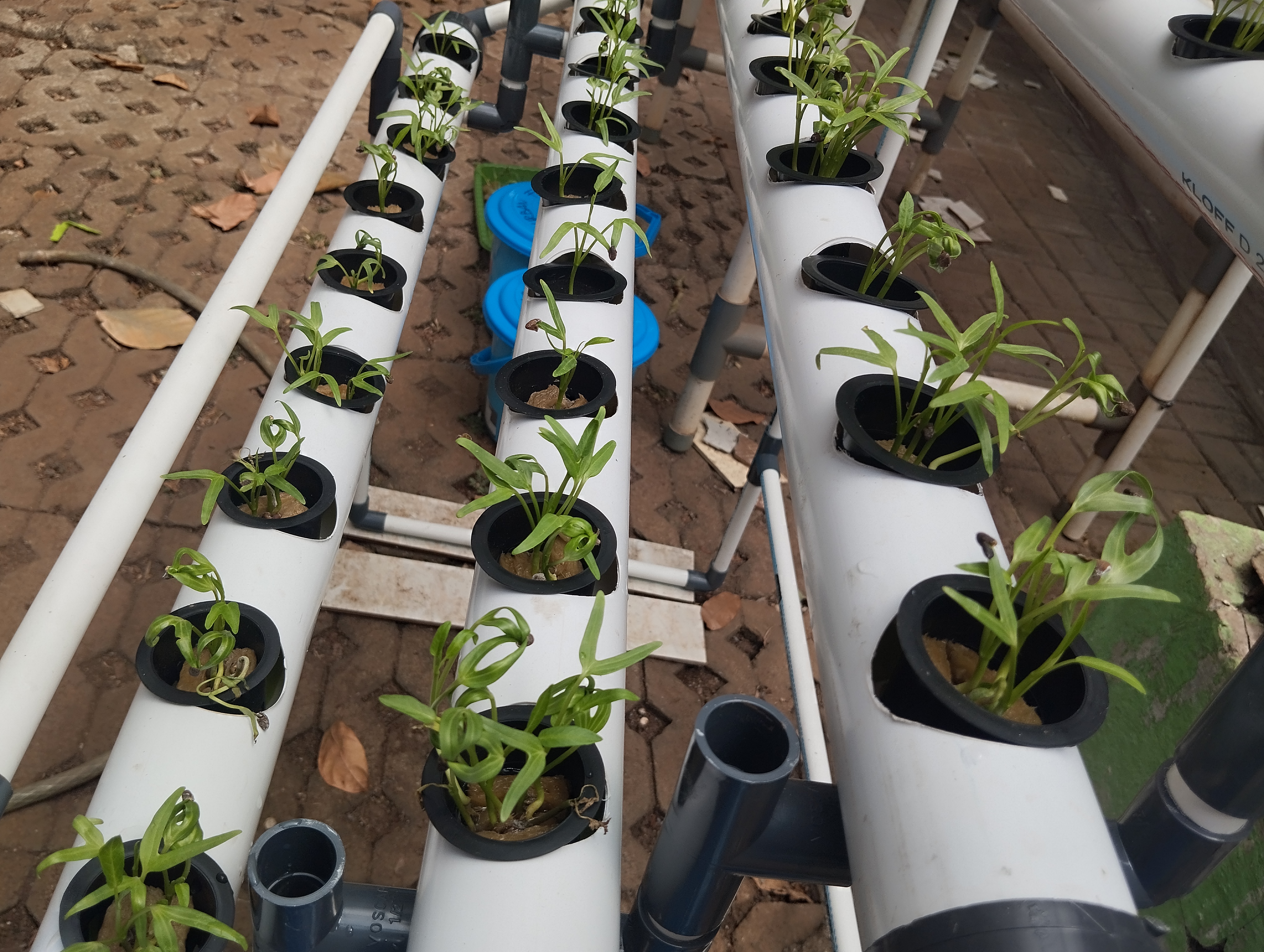 Lahan Urban Farming SMAN 34 Jakarta - Gambar 85