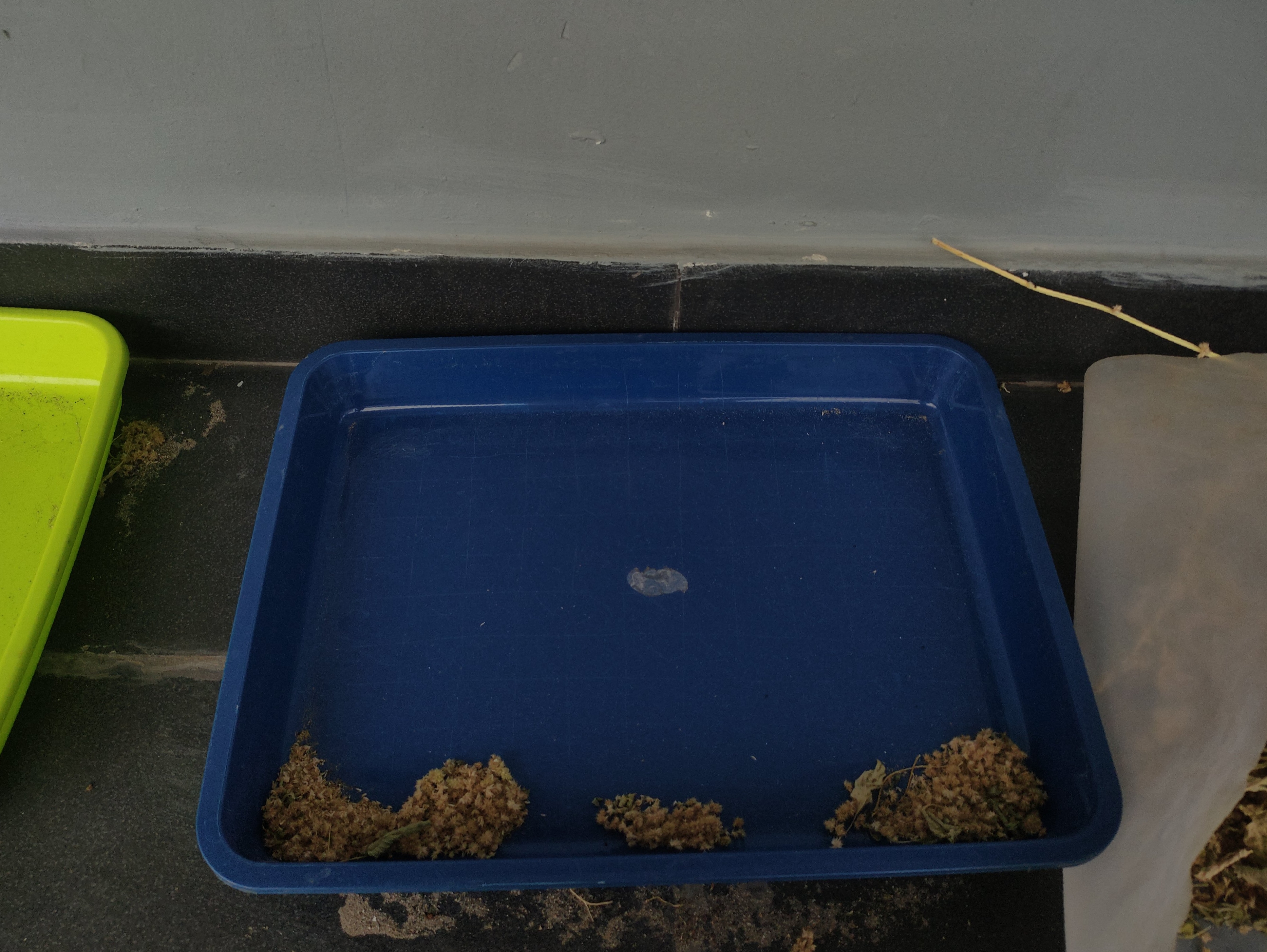 KEBUN SMKN 74 JAGAKARSA JAKARTA SELATAN - Gambar 330