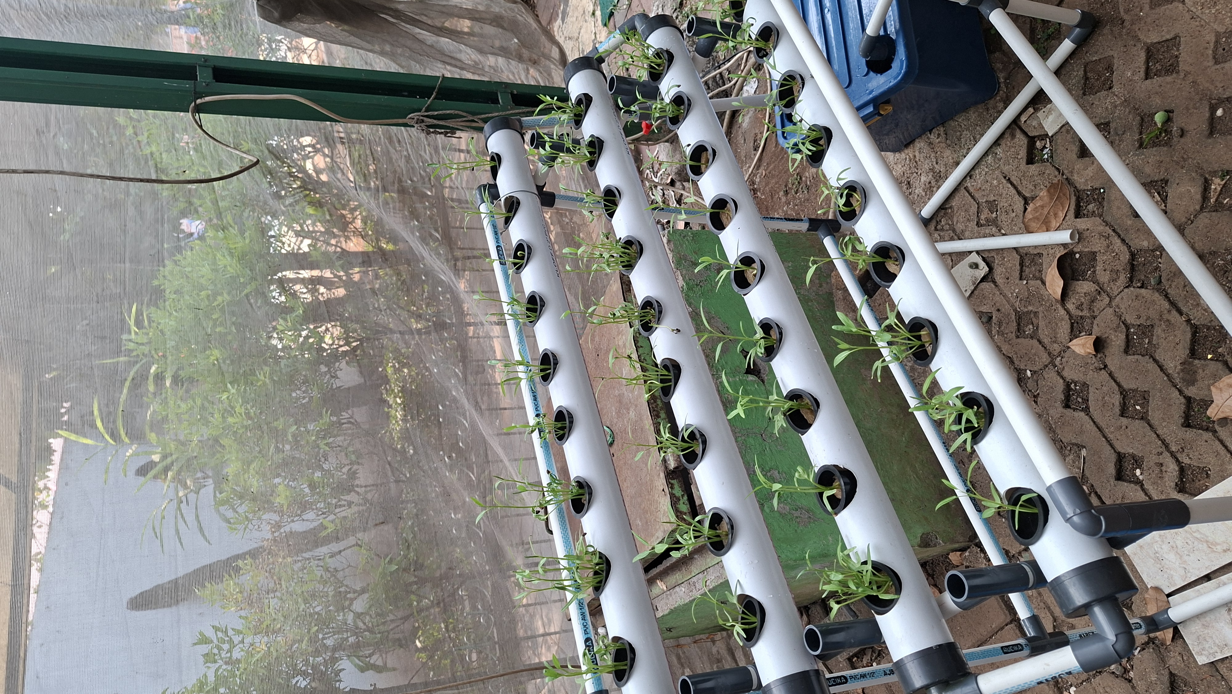 Lahan Urban Farming SMAN 34 Jakarta - Gambar 84