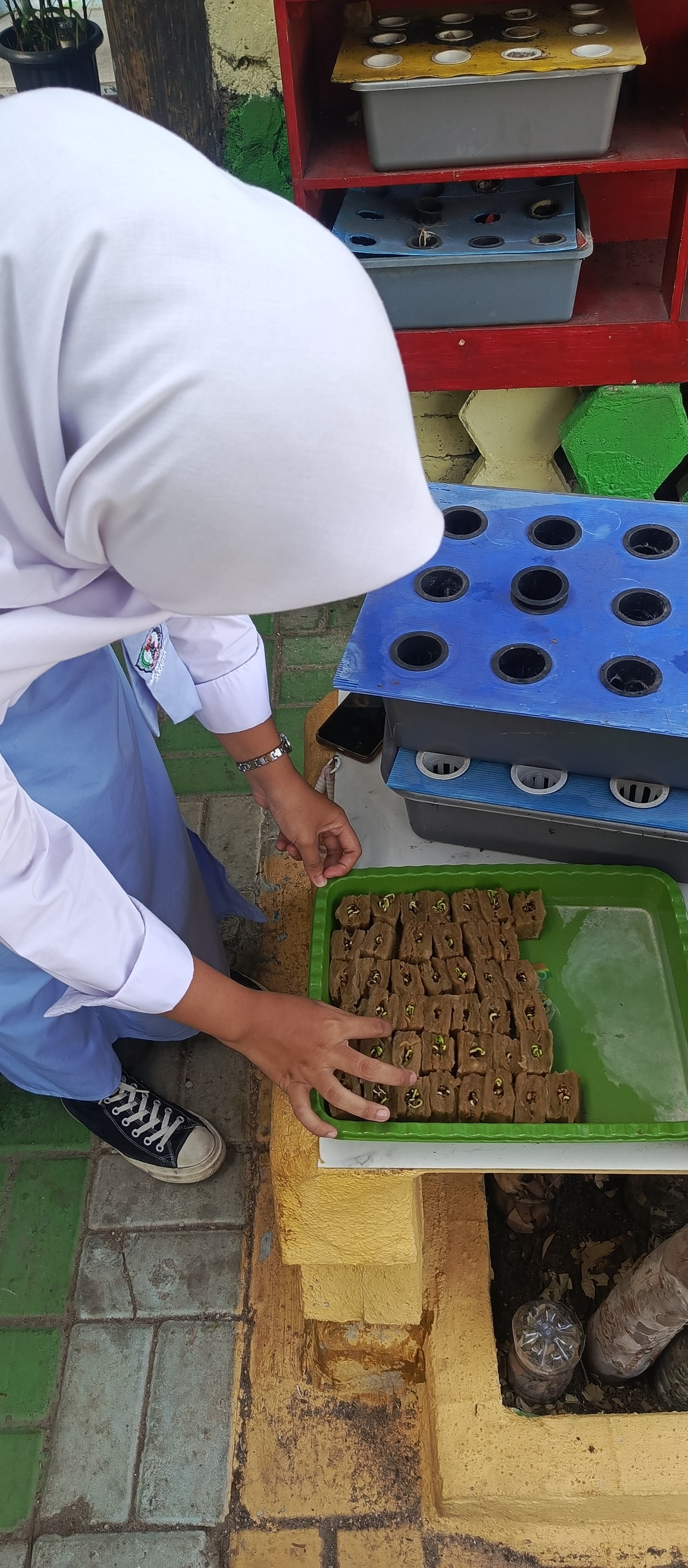 Lahan Urban Farming SMKN 43 Jakarta - Gambar 207
