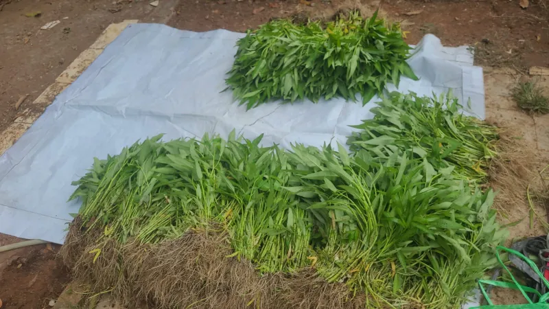 Lahan Urban Farming SMAN 109 Jakarta - Gambar 234