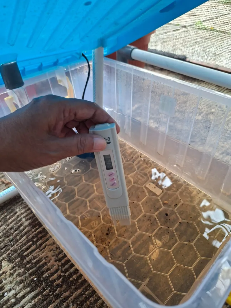 Lahan Urban Farming SMAN 109 Jakarta - Gambar 232