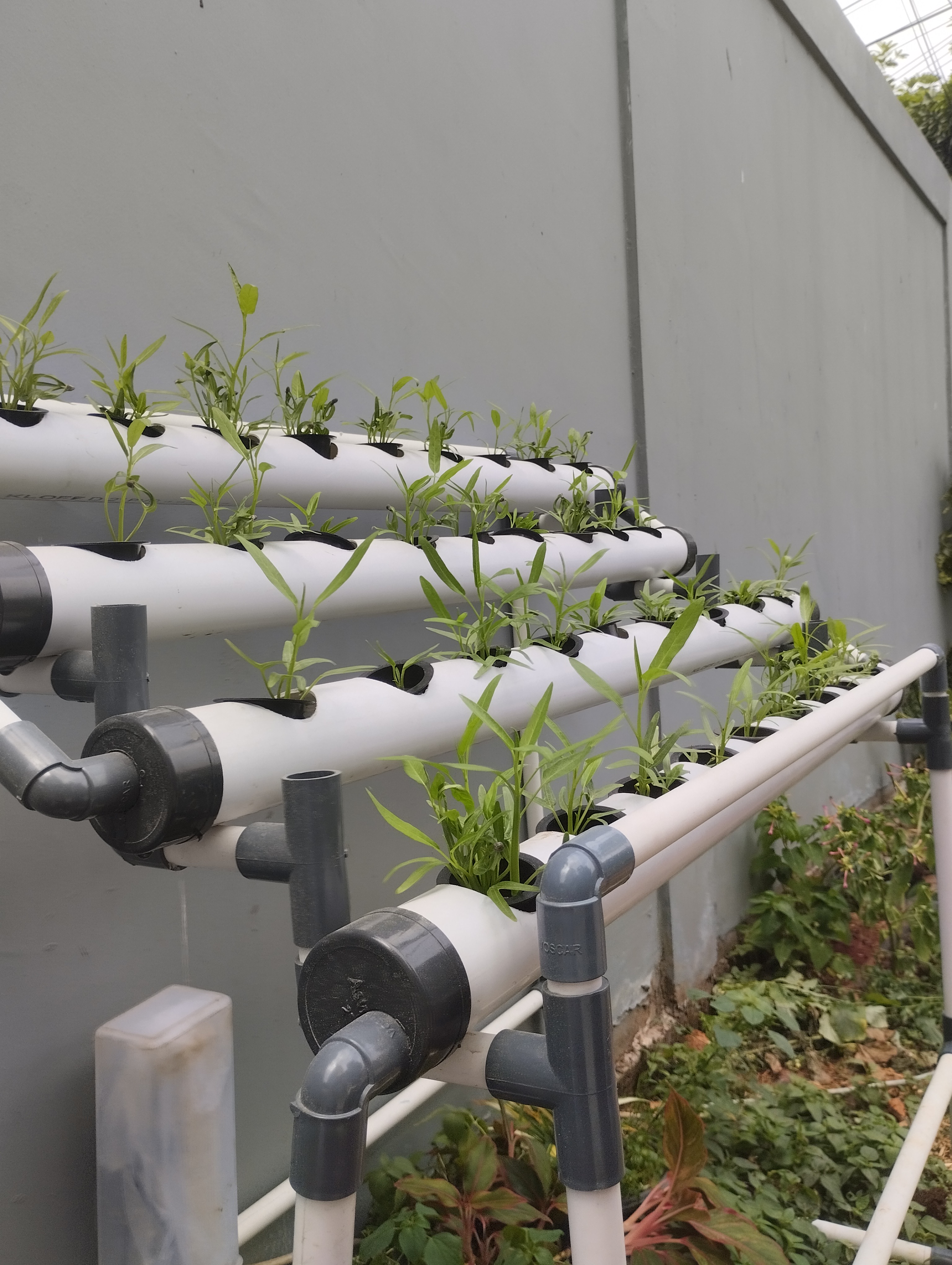 Lahan Urban Farming SDN Cipete Selatan 03 - Gambar 119