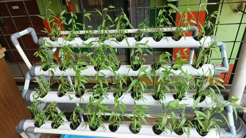 Lahan Urban Farming SMKN 41 Jakarta - Gambar 72